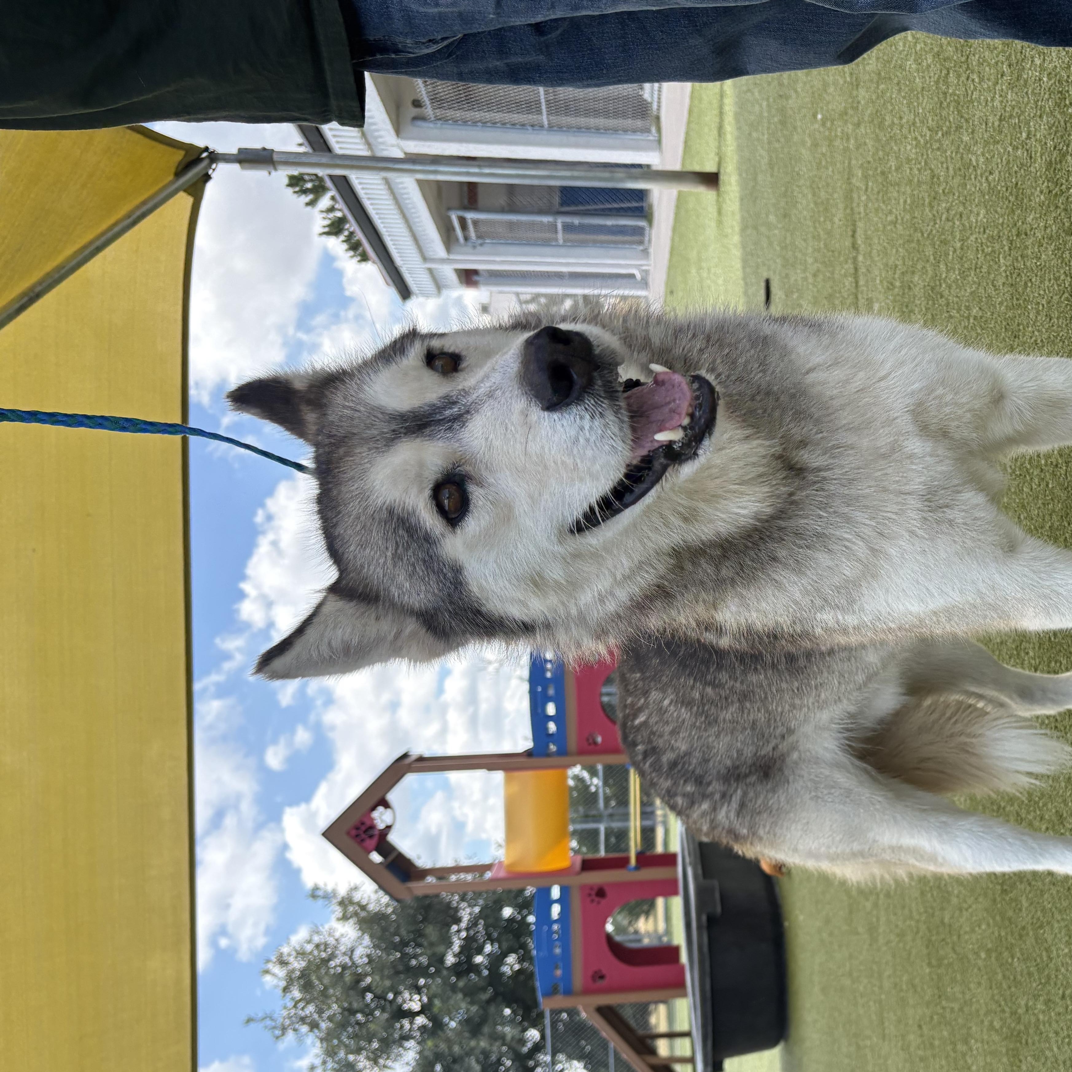 Juno, a ADOPTABLE mixed breed in Hays, KS image 5/6