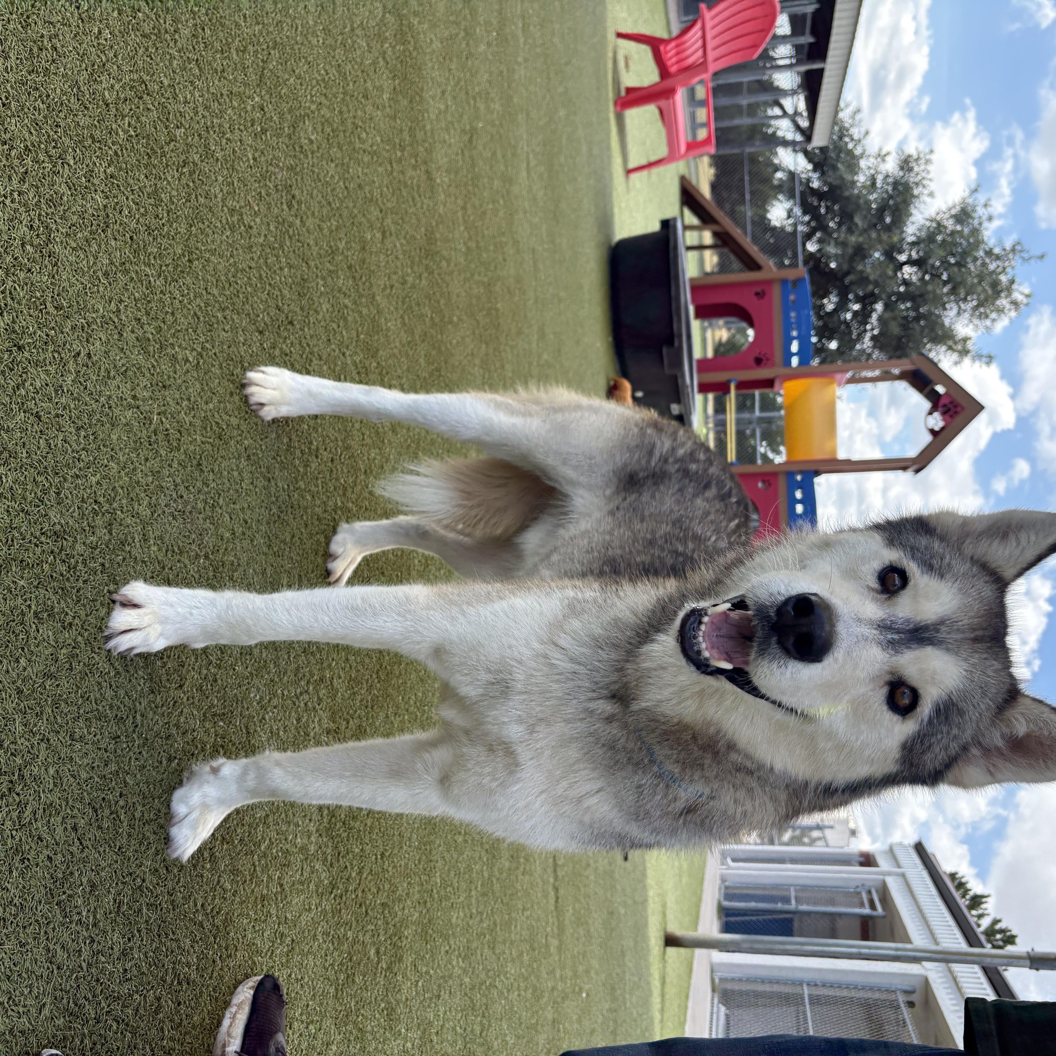Juno, a ADOPTABLE mixed breed in Hays, KS image 3/6