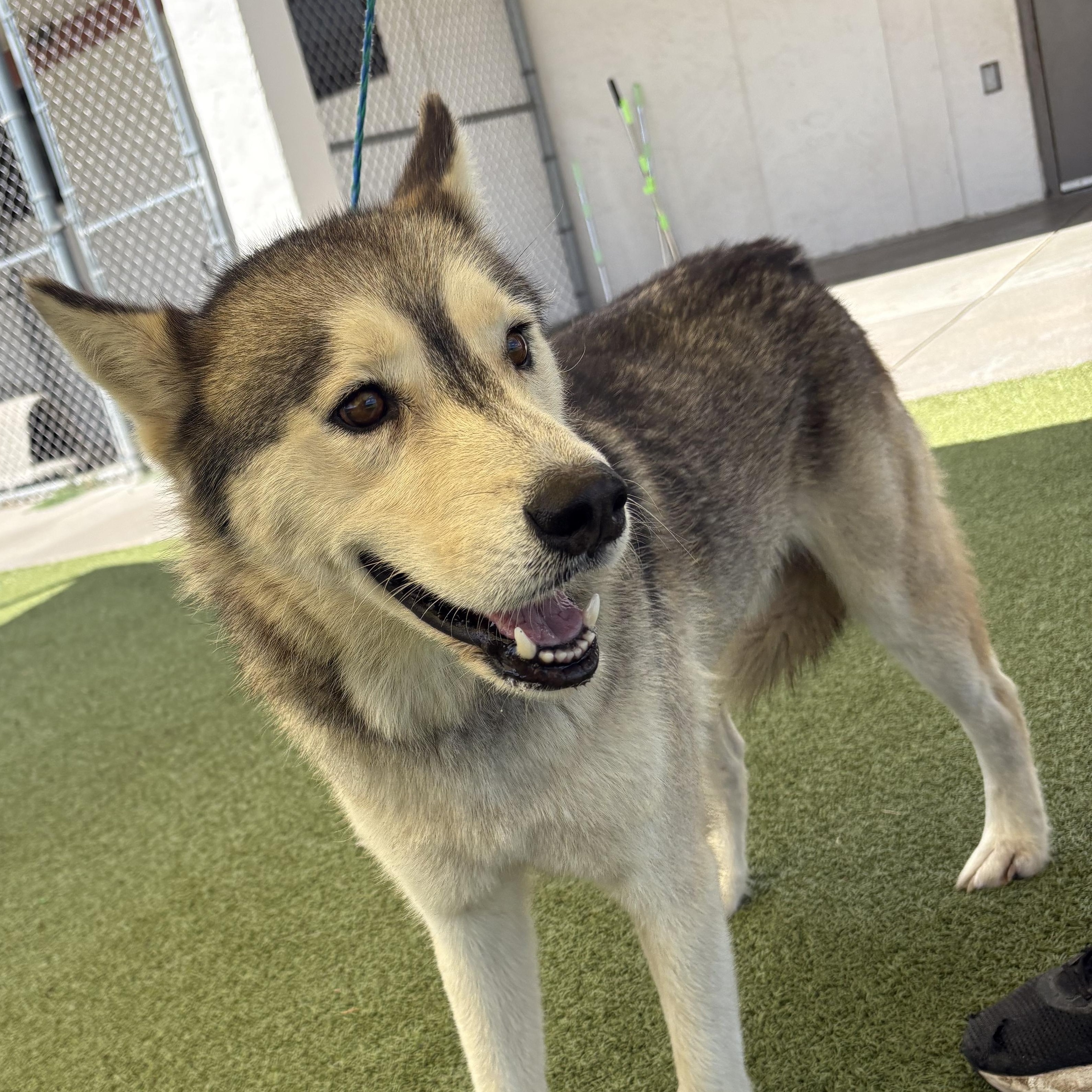 Juno, a ADOPTABLE mixed breed in Hays, KS image 4/6