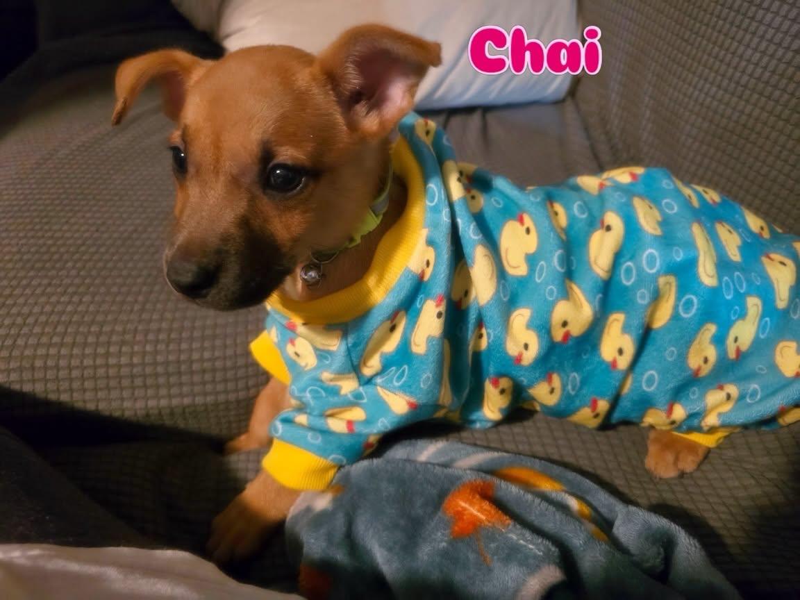 Chai, adopted, Puppy Female Mixed Breed.