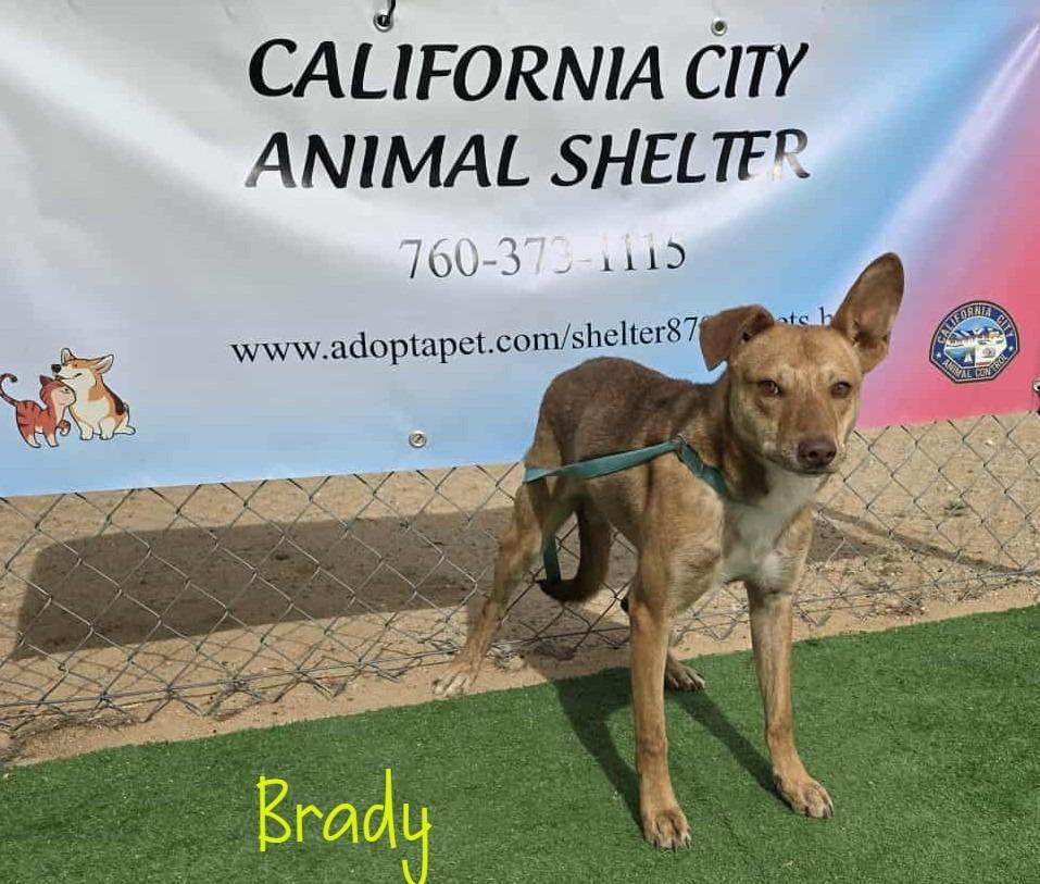 Brady, Adoptable, Young Male Whippet & Boxer.