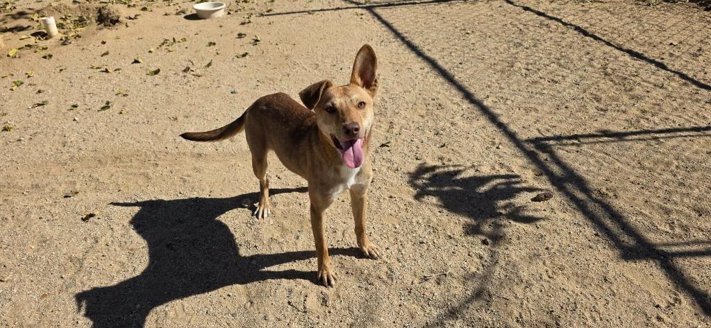 Enlarge Brady, a Adoptable mixed breed in California City, CA image 2/5