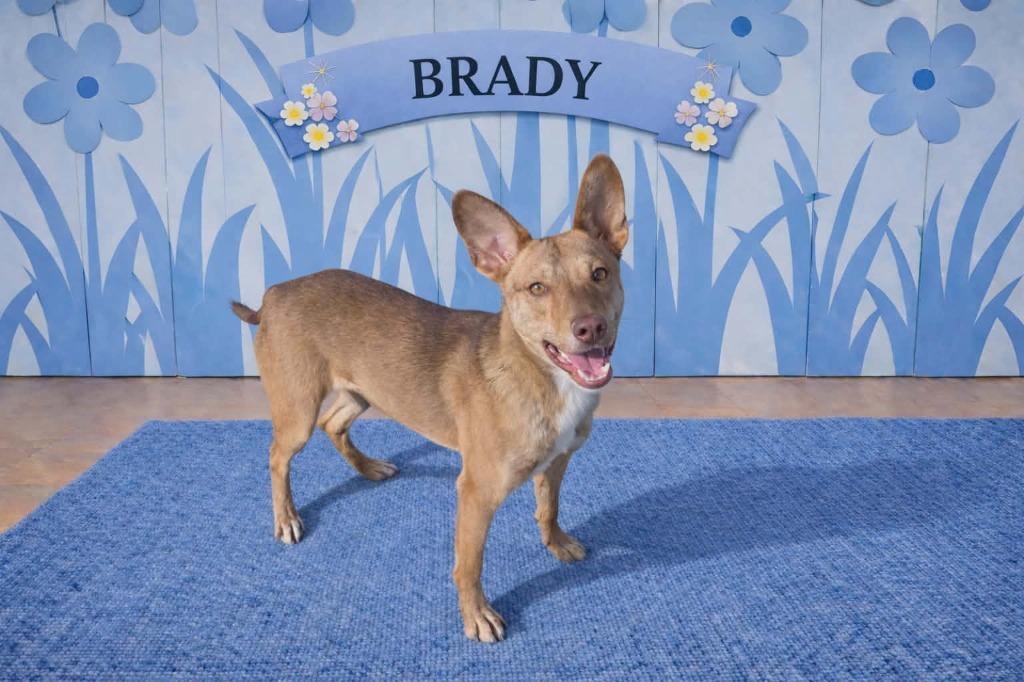 Enlarge Brady, a Adoptable mixed breed in California City, CA image 3/5