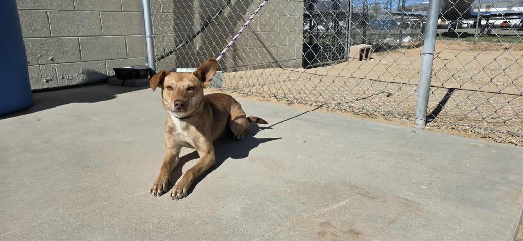 Enlarge Brady, a Adoptable mixed breed in California City, CA image 3/3