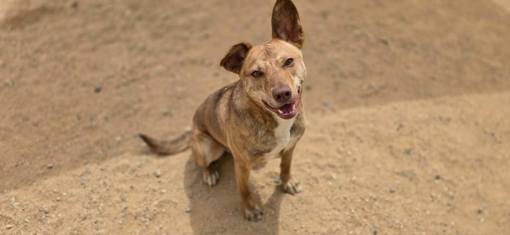 Brady, a Adoptable mixed breed in California City, CA image 4/5