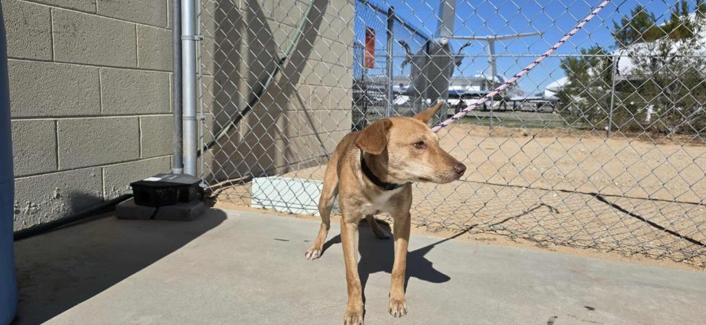 Enlarge Brady, a Adoptable mixed breed in California City, CA image 5/5
