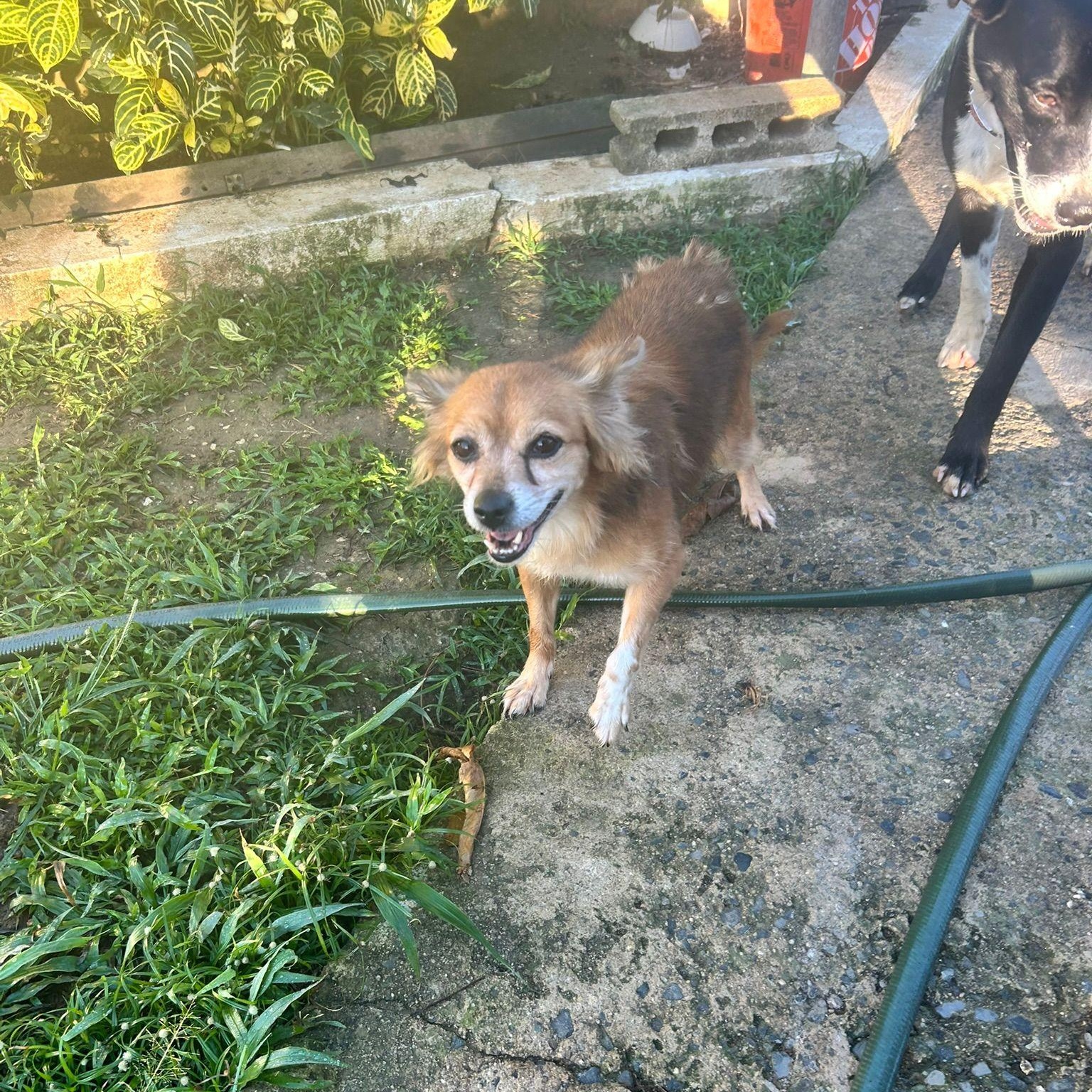 Nickie, ADOPTABLE, Adult Female Pomeranian.