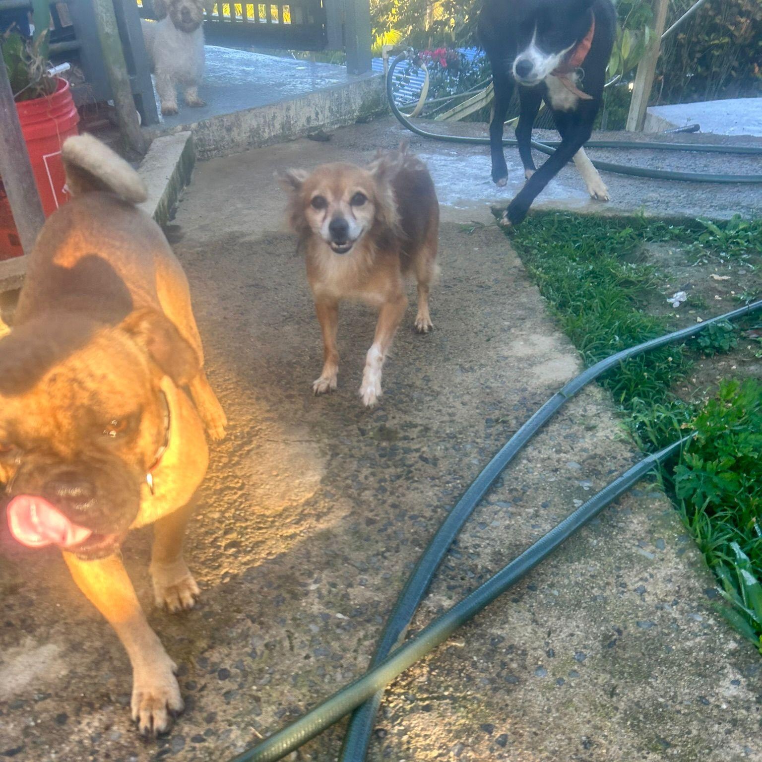 Enlarge Nickie, a ADOPTABLE mixed breed in Albion, NY image 3/5