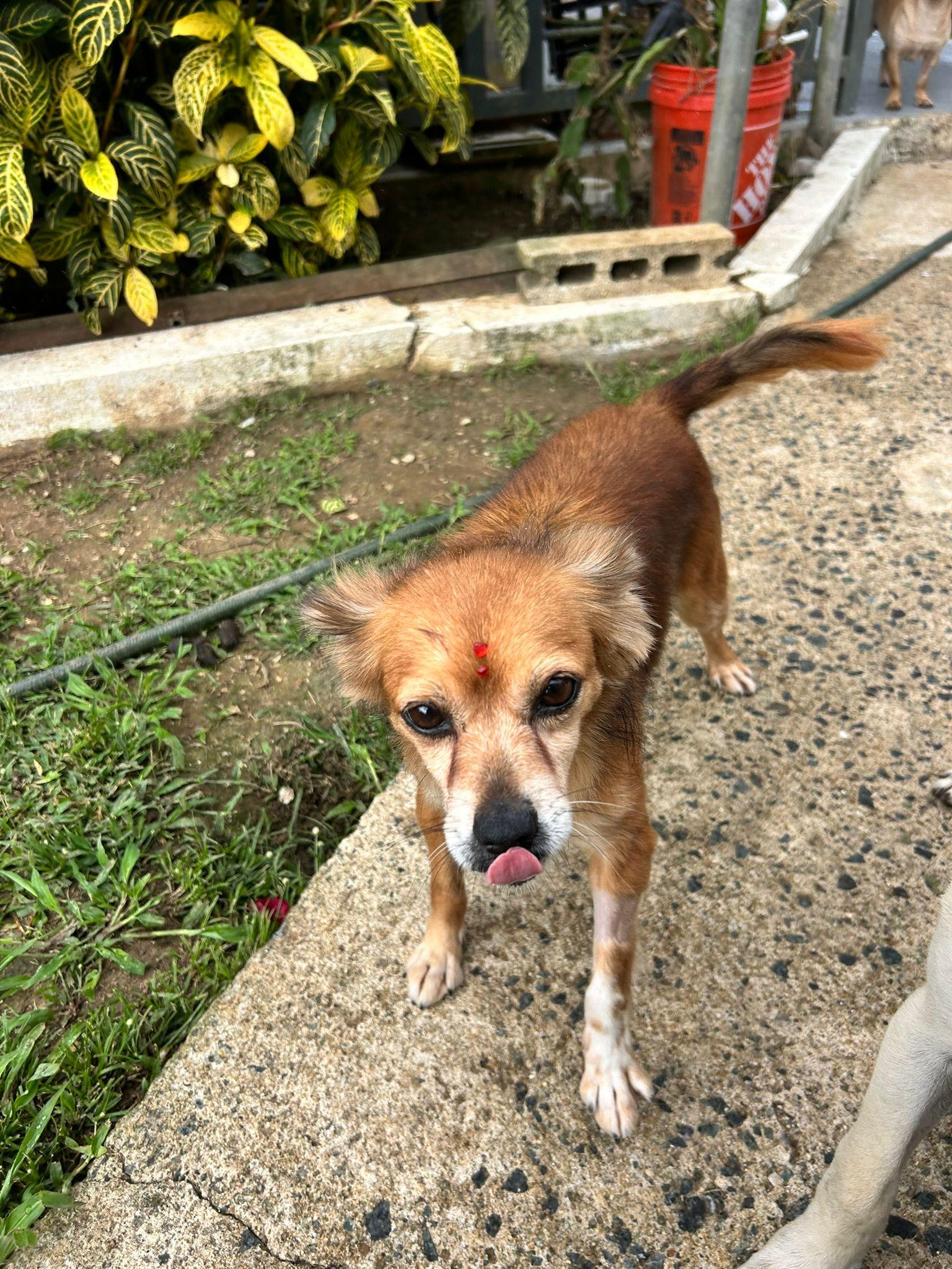 Enlarge Nickie, a ADOPTABLE mixed breed in Albion, NY image 2/5