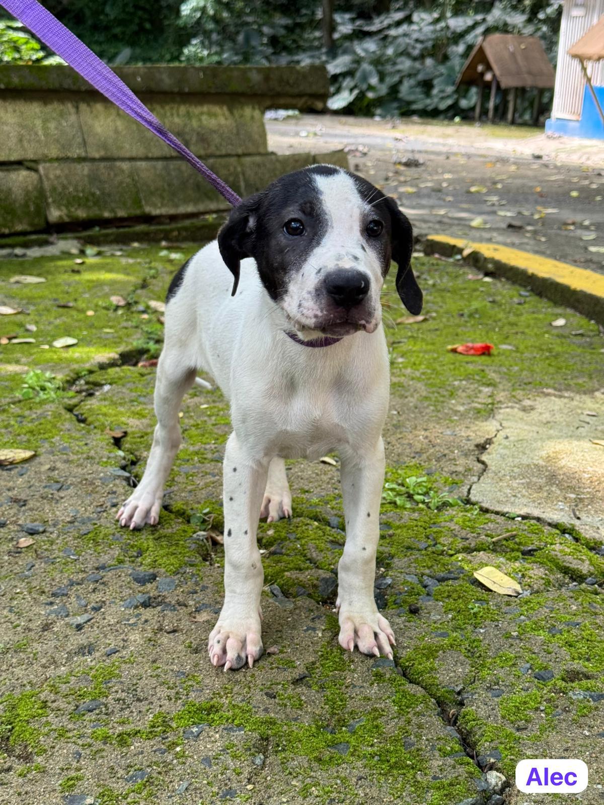 Alec, Adoptable, Puppy Male English Pointer & Hound.