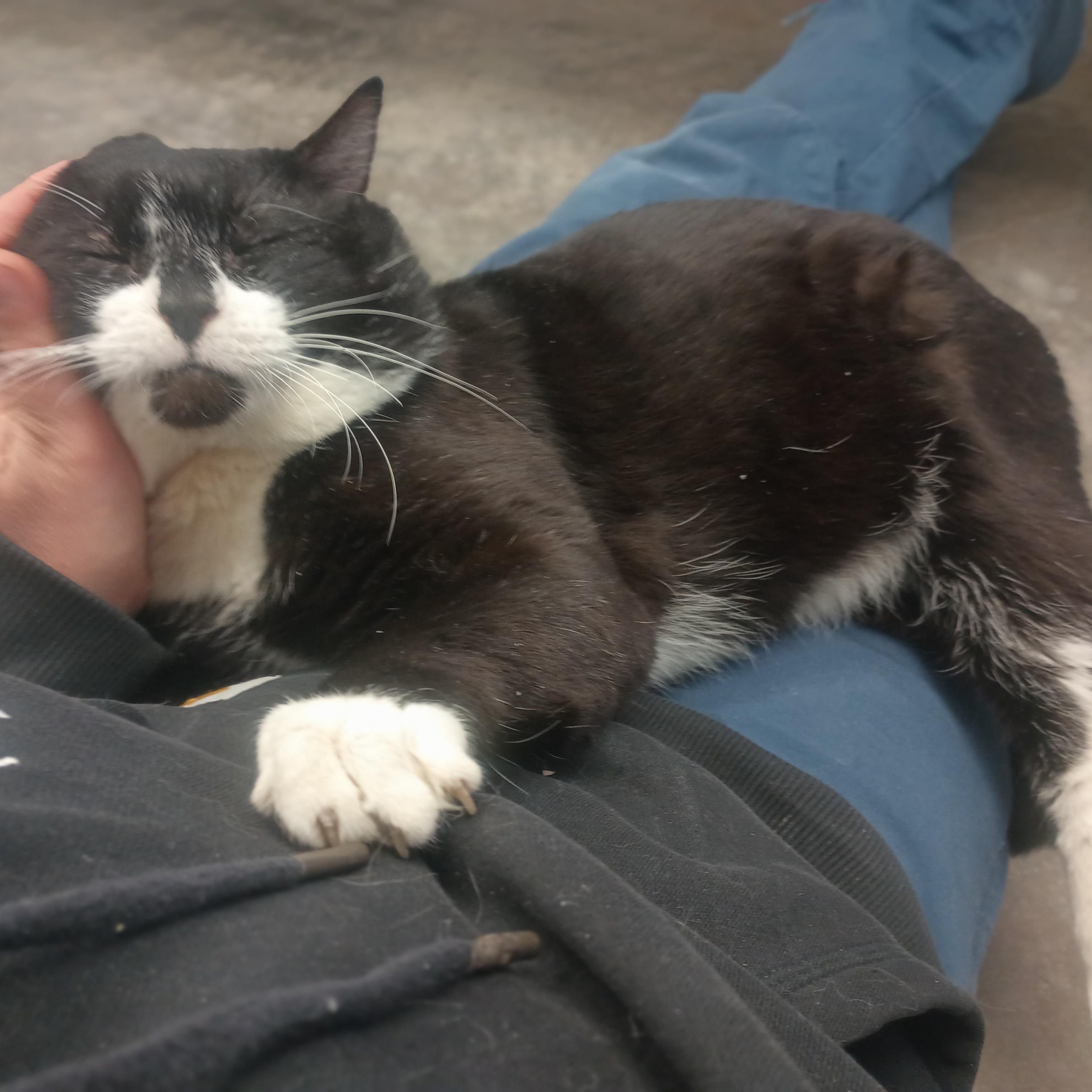 Enlarge Orion, a ADOPTABLE mixed breed in Buena Vista, CO image 3/5