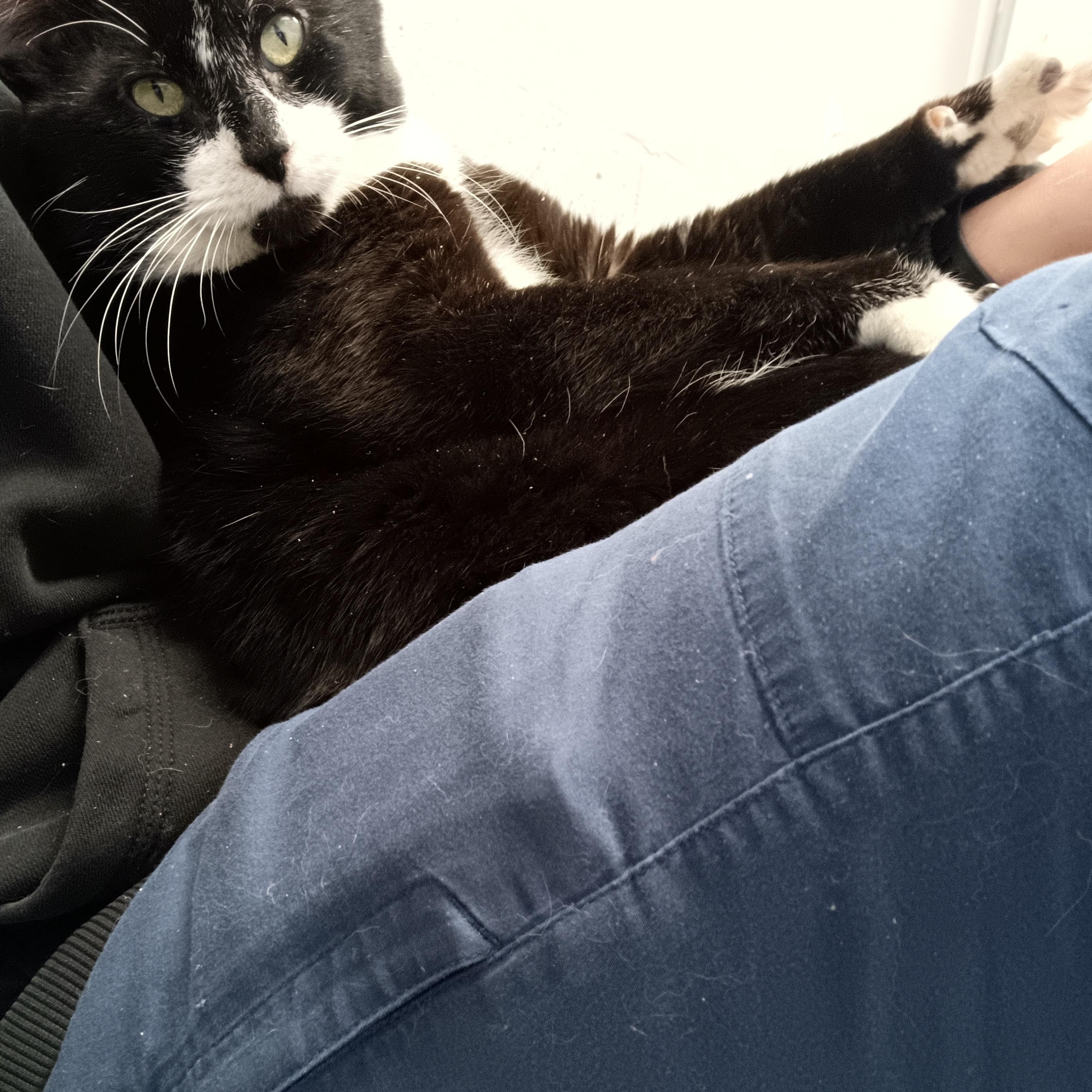 Enlarge Orion, a ADOPTABLE mixed breed in Buena Vista, CO image 5/5