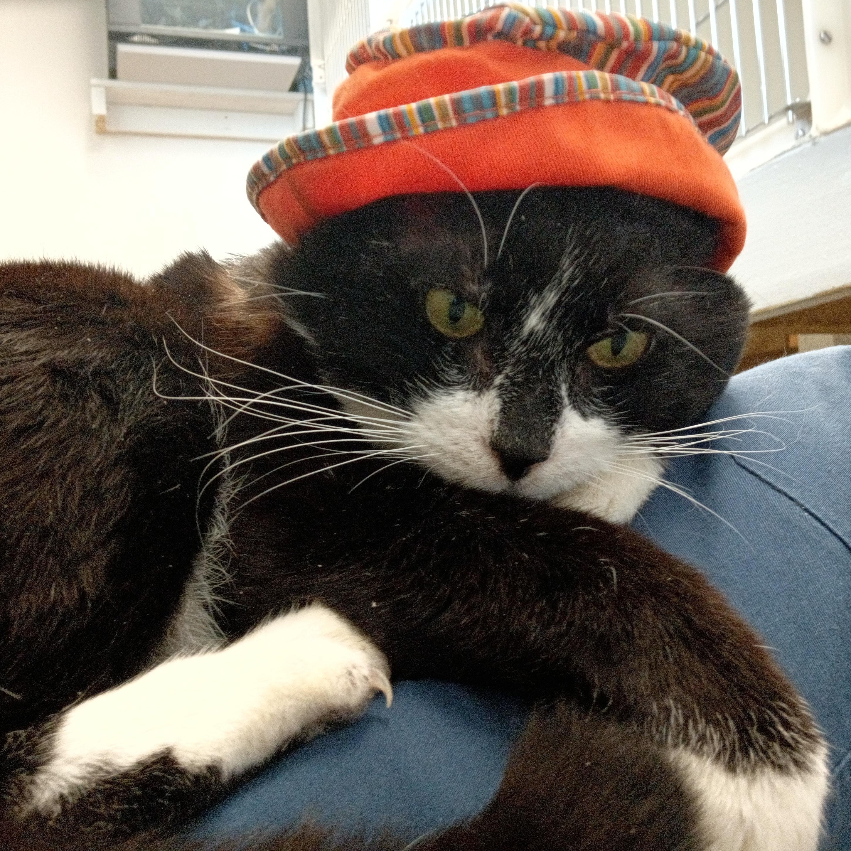 Enlarge Orion, a ADOPTABLE mixed breed in Buena Vista, CO image 4/5