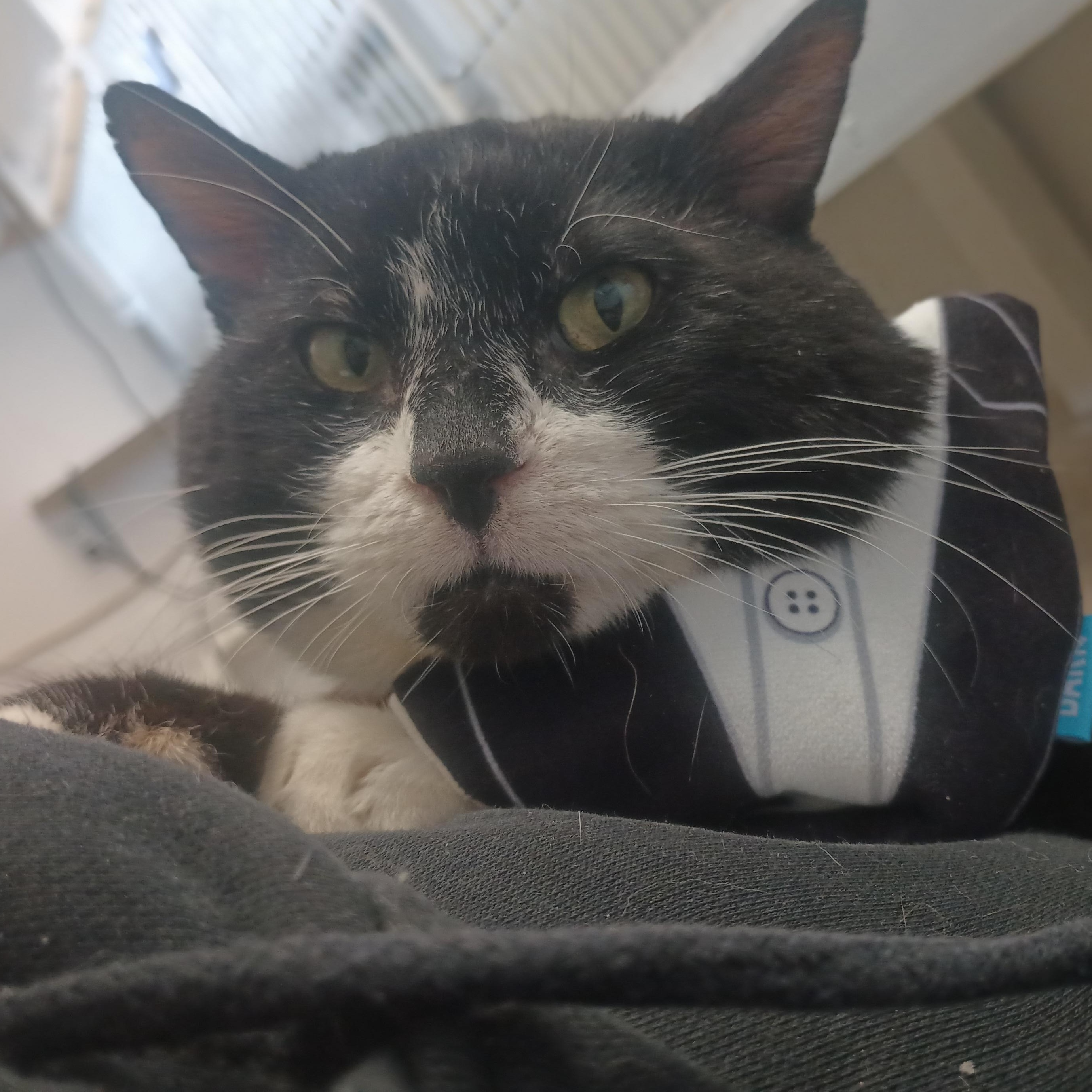 Enlarge Orion, a ADOPTABLE mixed breed in Buena Vista, CO image 2/5