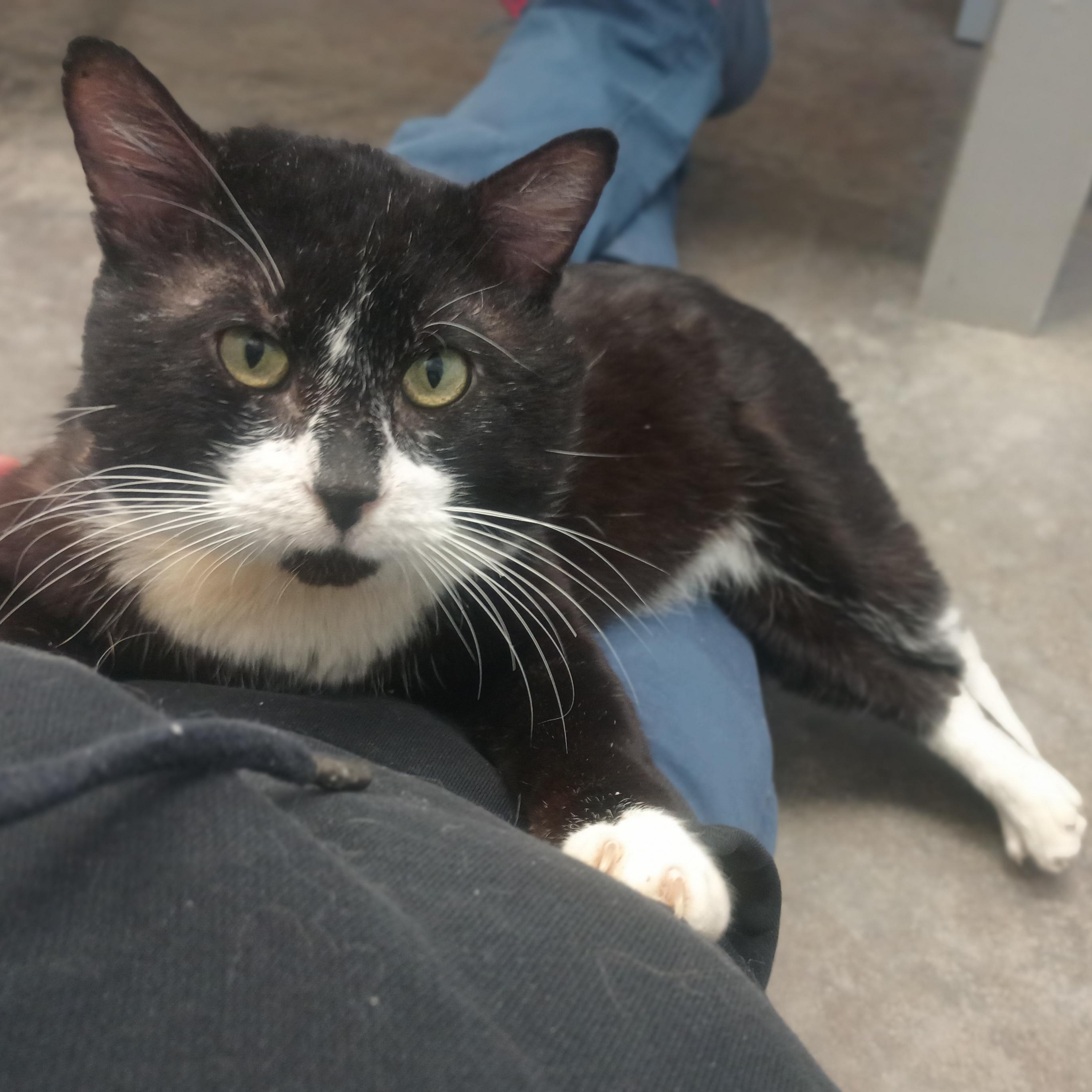 Orion, ADOPTABLE, Adult Male Domestic Long Hair.