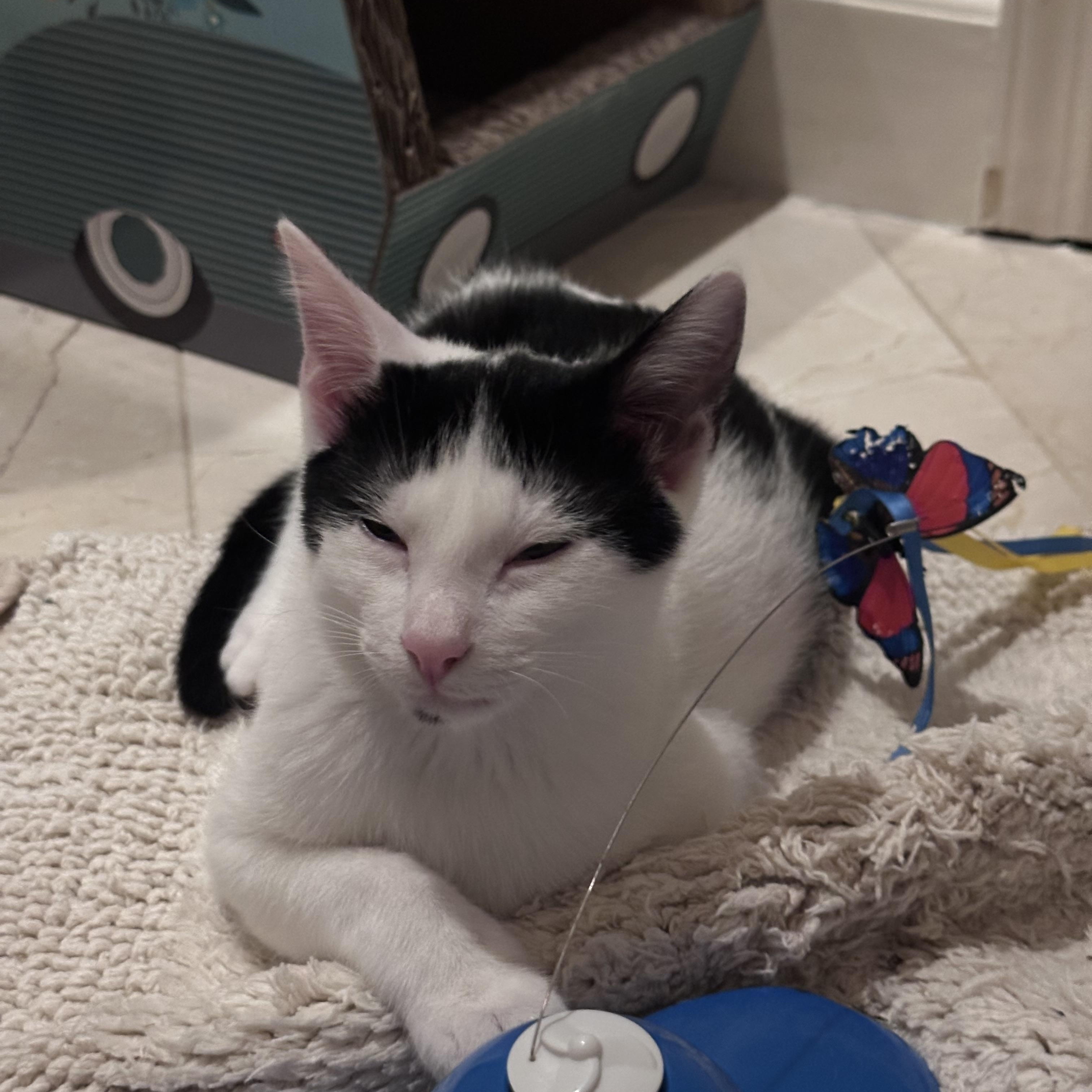 Enlarge Lucy, a ADOPTABLE Domestic Short Hair in Atlanta, GA image 3/6