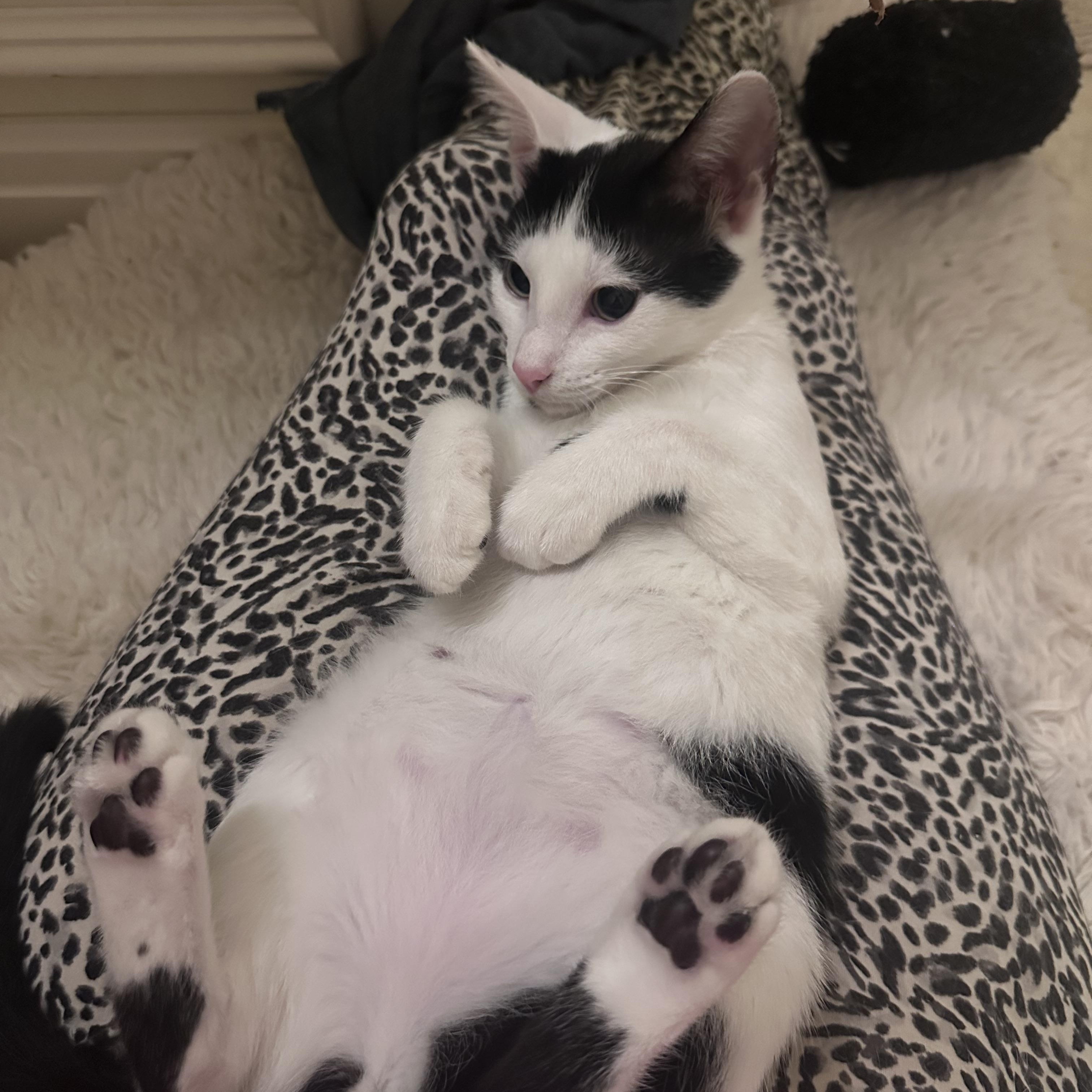 Enlarge Lucy, a ADOPTABLE Domestic Short Hair in Atlanta, GA image 5/6