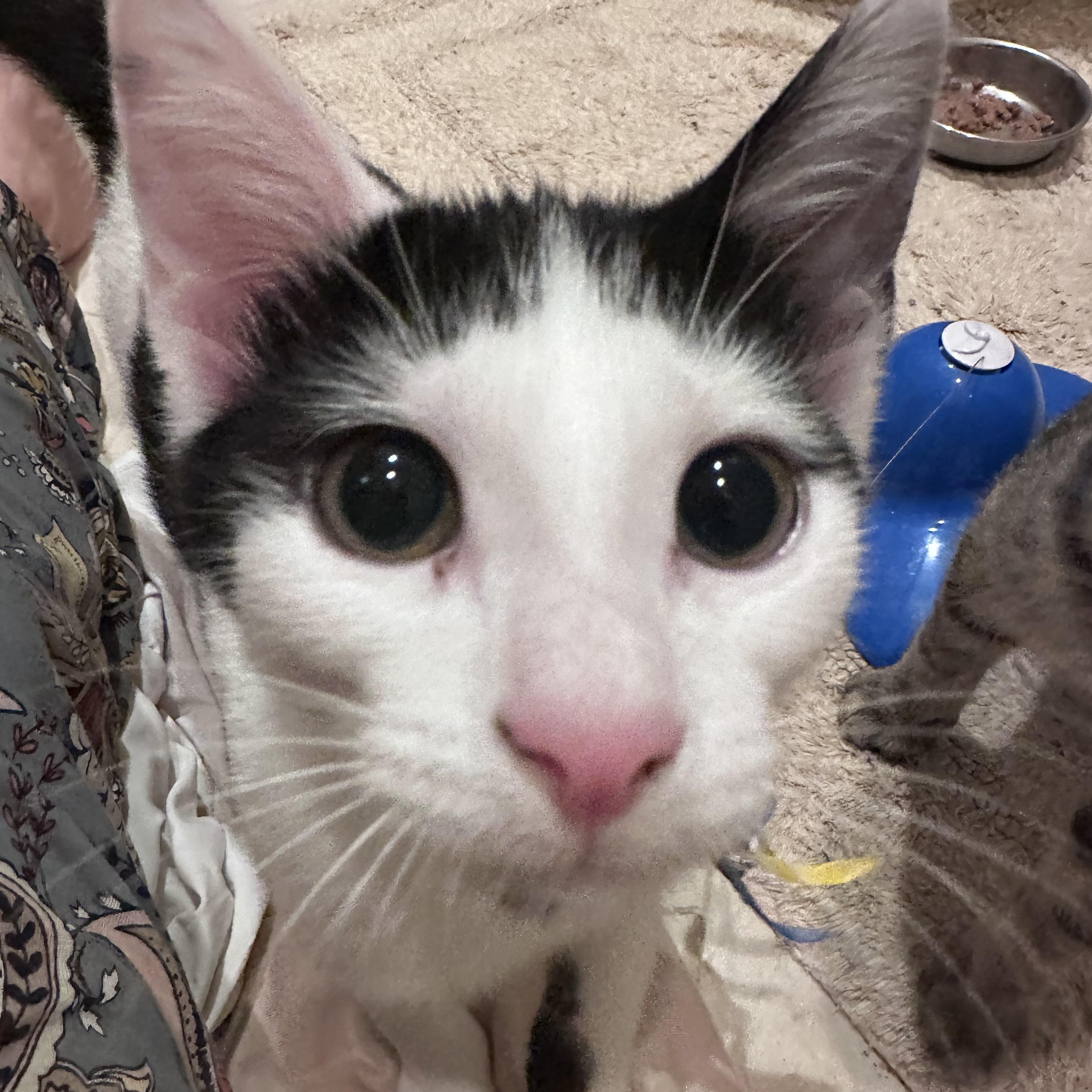 Lucy, ADOPTABLE, Kitten Female Domestic Short Hair.