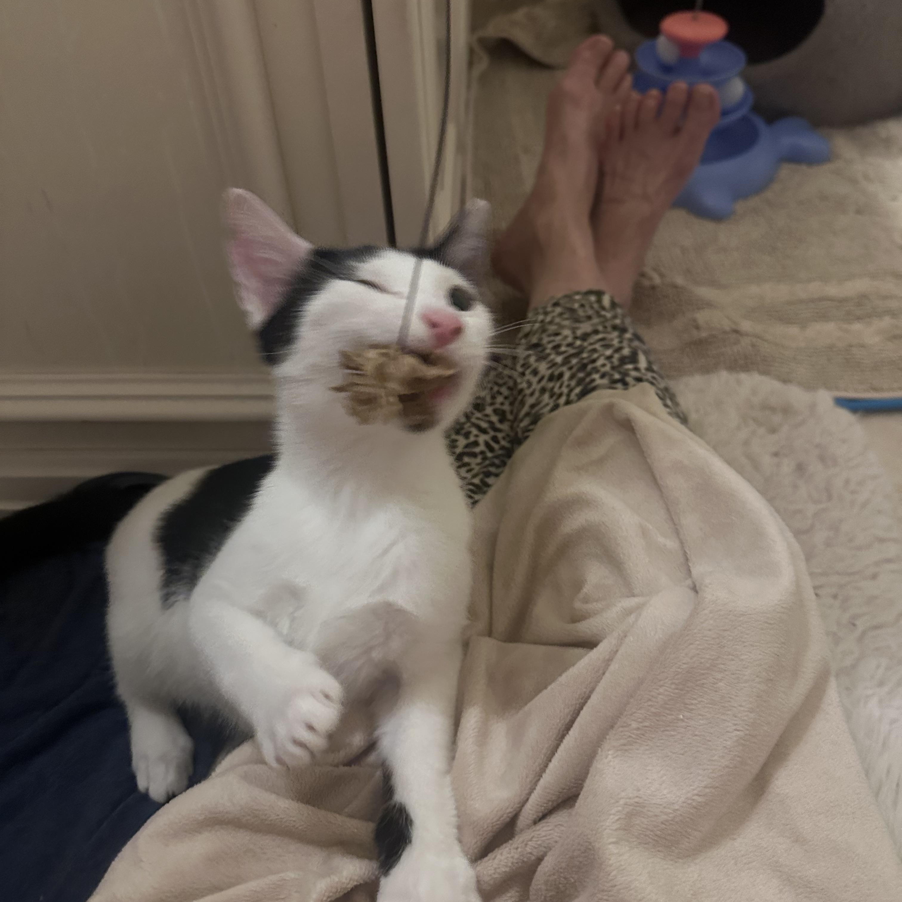 Enlarge Lucy, a ADOPTABLE Domestic Short Hair in Atlanta, GA image 2/6