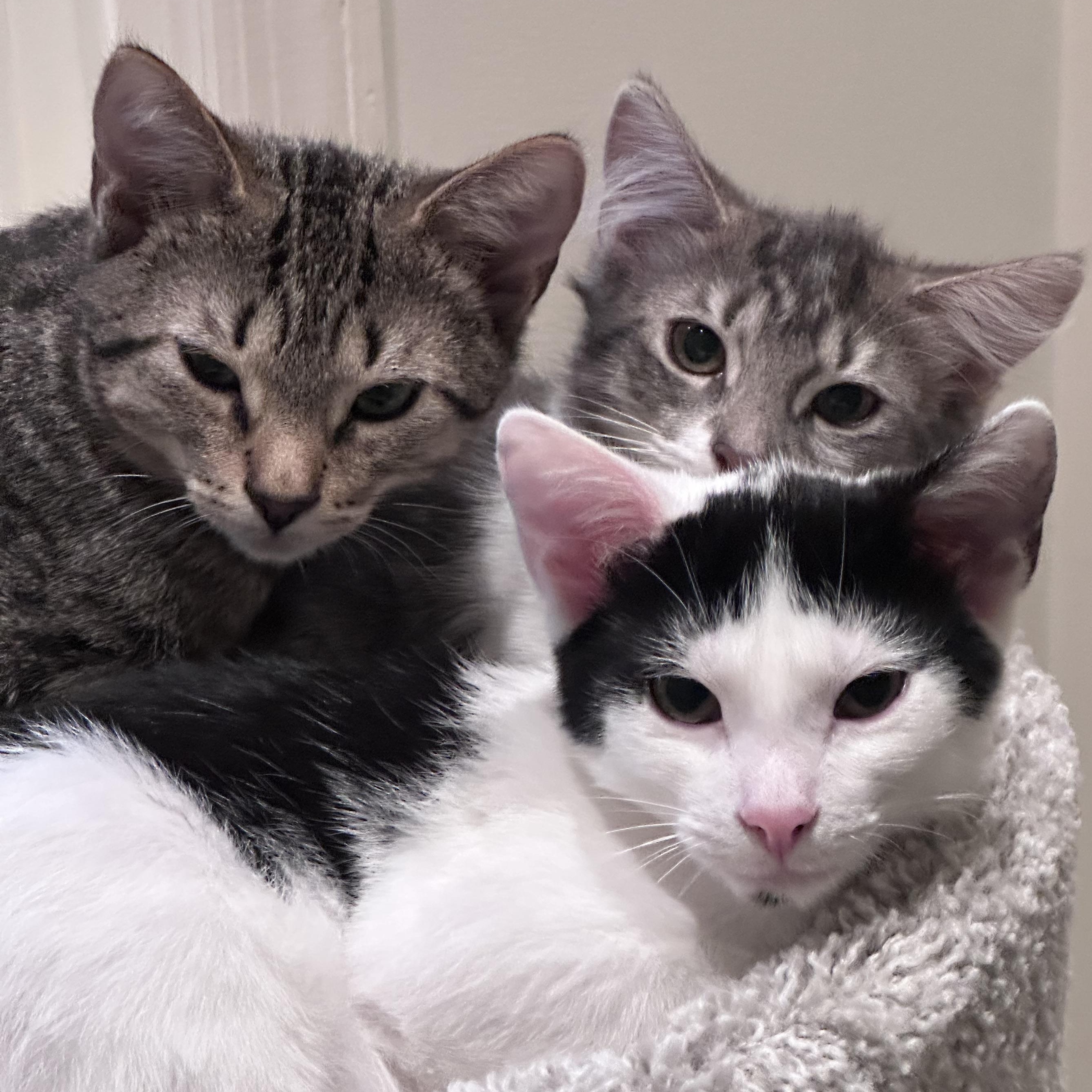 Enlarge Lucy, a ADOPTABLE Domestic Short Hair in Atlanta, GA image 6/6
