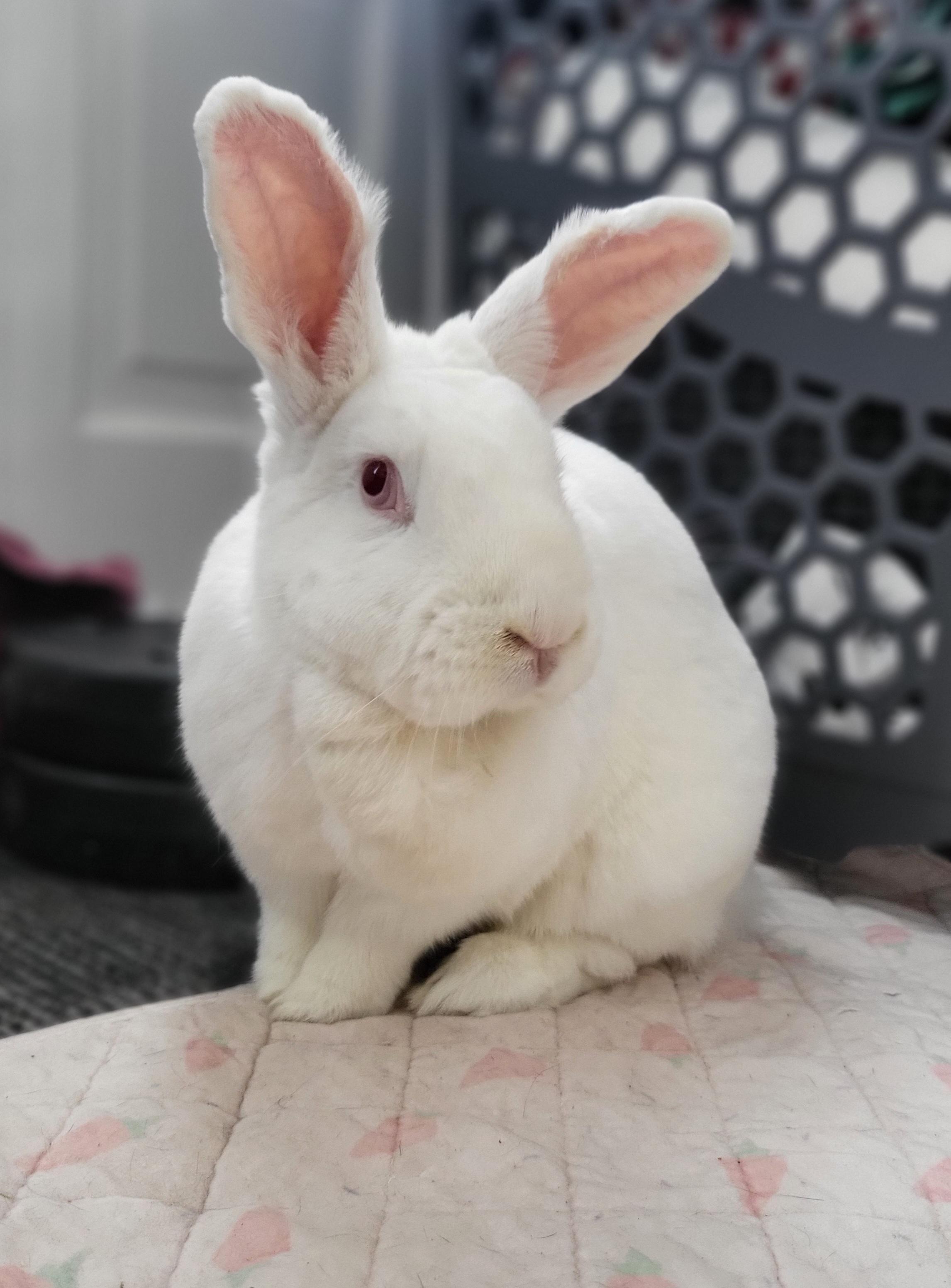 Enlarge Ridley , a ADOPTABLE mixed breed in Harrisburg, PA image 2/2