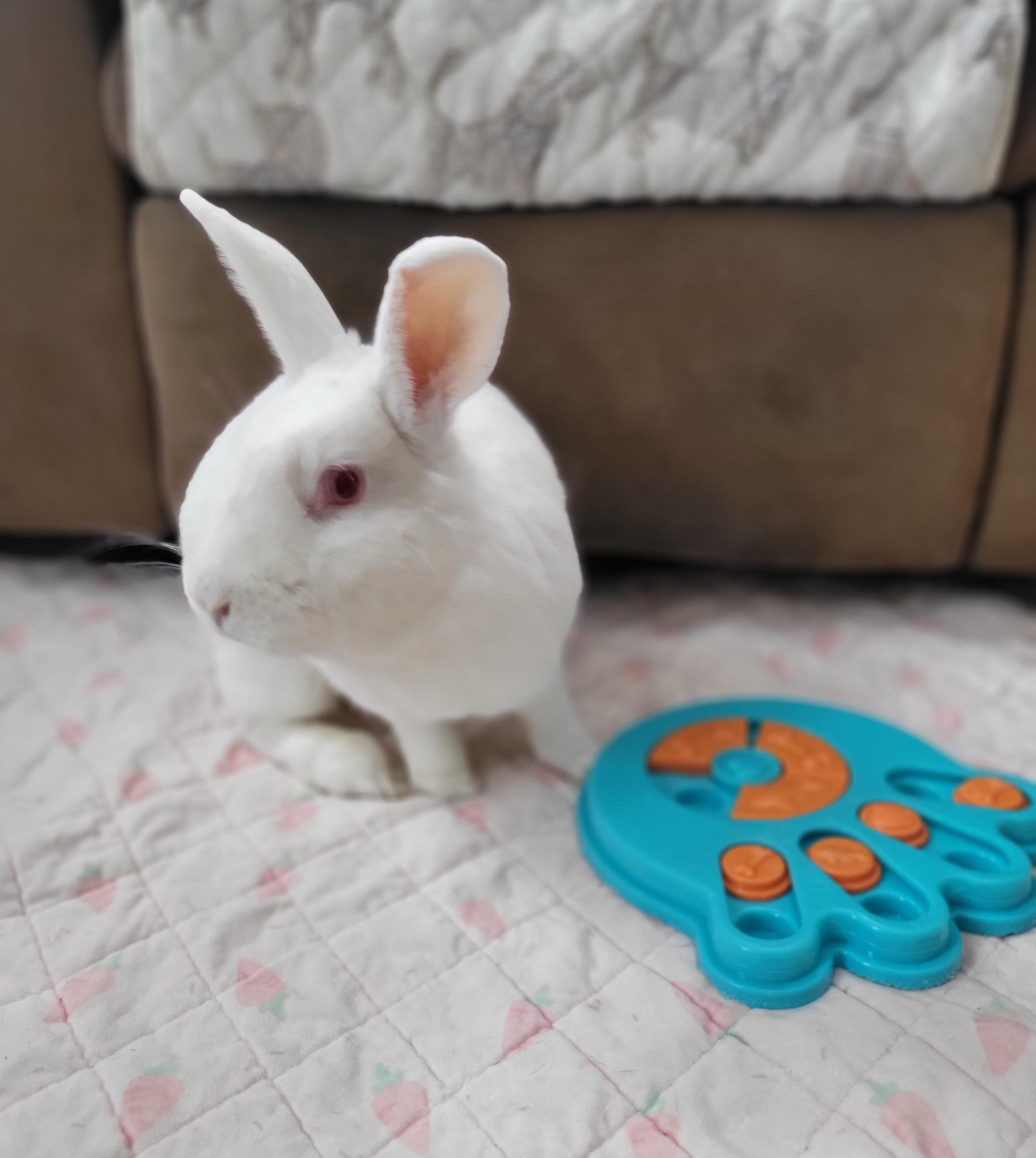 Ridley , ADOPTABLE, Adult Female New Zealand & Bunny Rabbit.