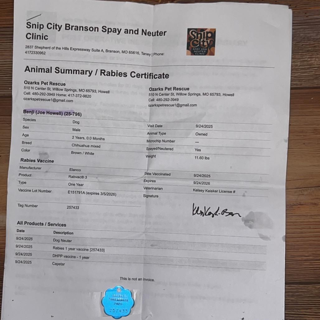 Enlarge Jeffery (Bengi), a Adoptable mixed breed in West Plains, MO image 1/3