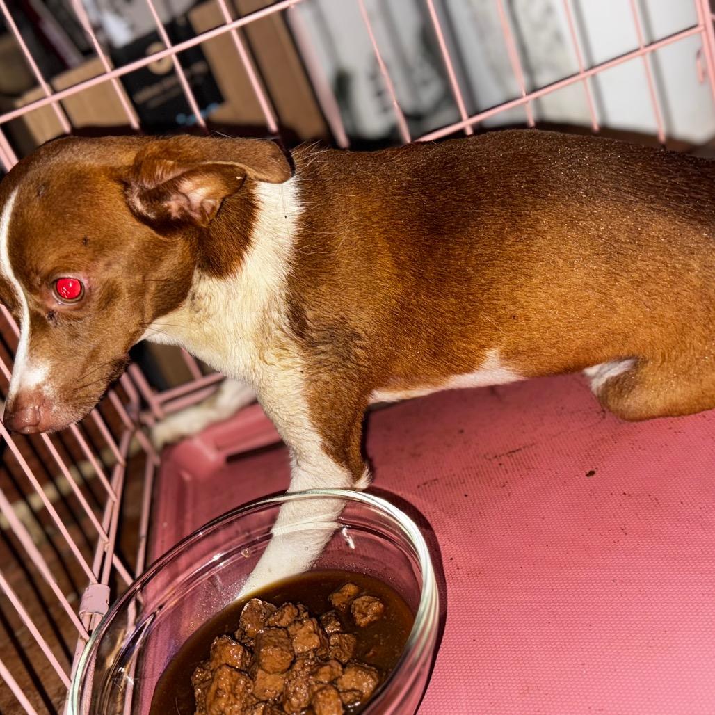 Enlarge Jeffery (Bengi), a Adoptable mixed breed in West Plains, MO image 2/3