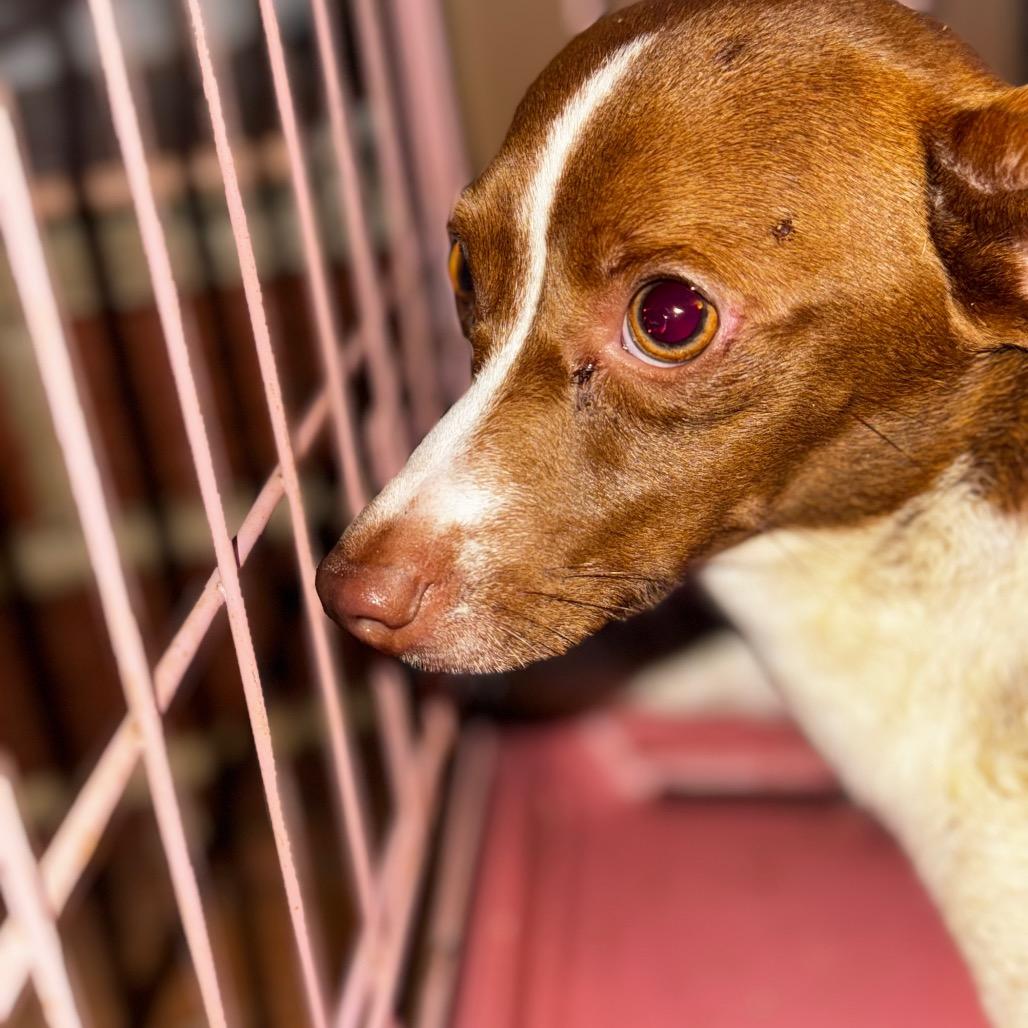 Enlarge Jeffery (Bengi), a Adoptable mixed breed in West Plains, MO image 3/3