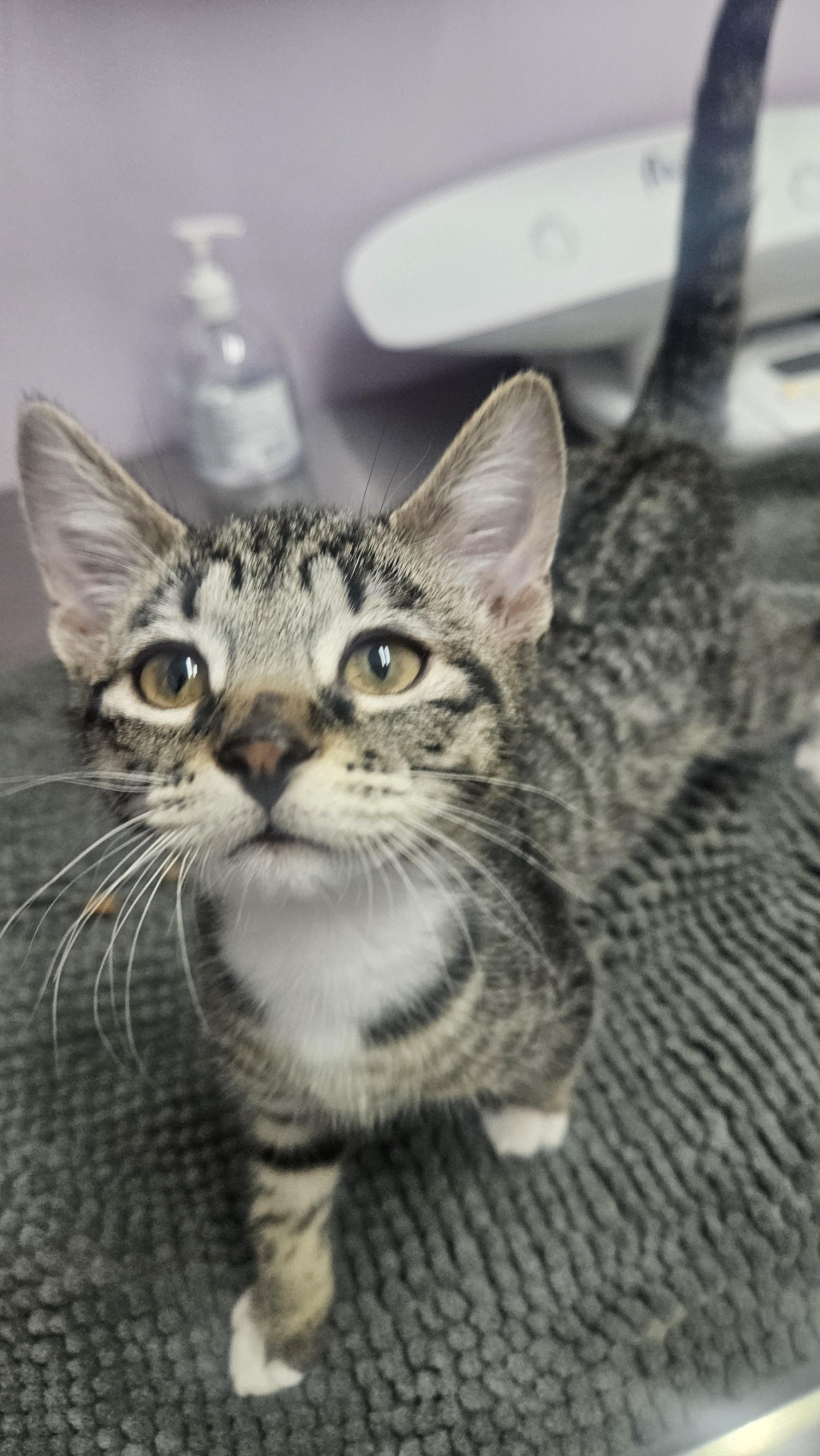 Rex, Adopted, Young Male Domestic Short Hair.