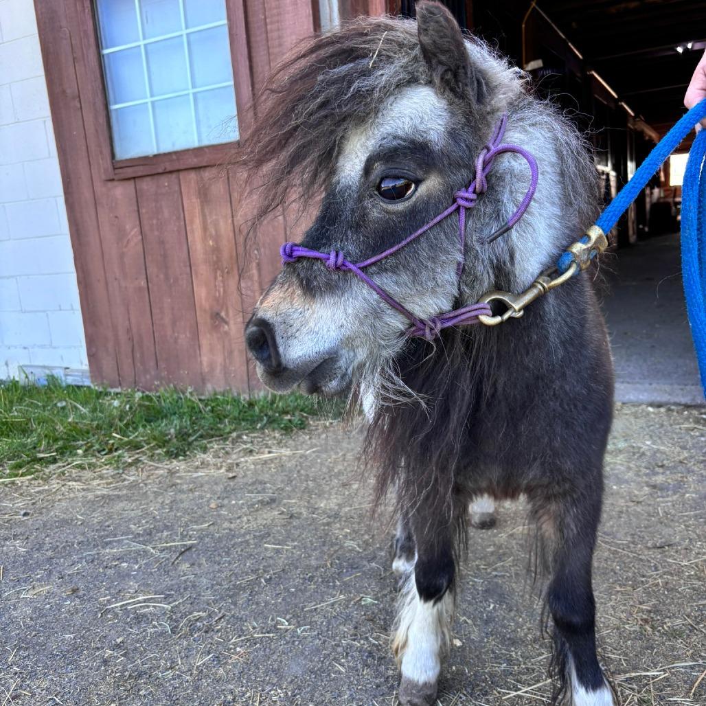 Annie, Adoptable, Senior Female Quarterhorse.
