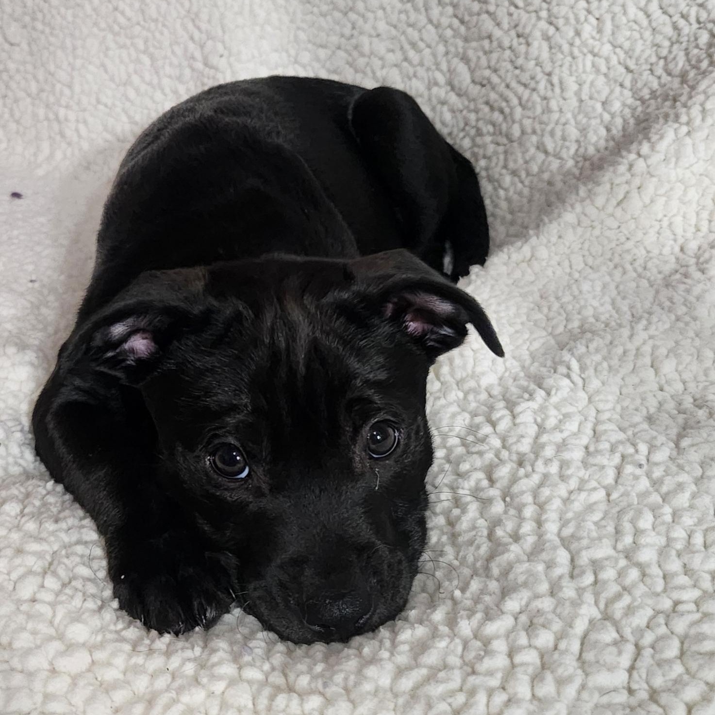 Enlarge Kieran, an adopted Pit Bull Terrier in Freeland, MI image 2/4