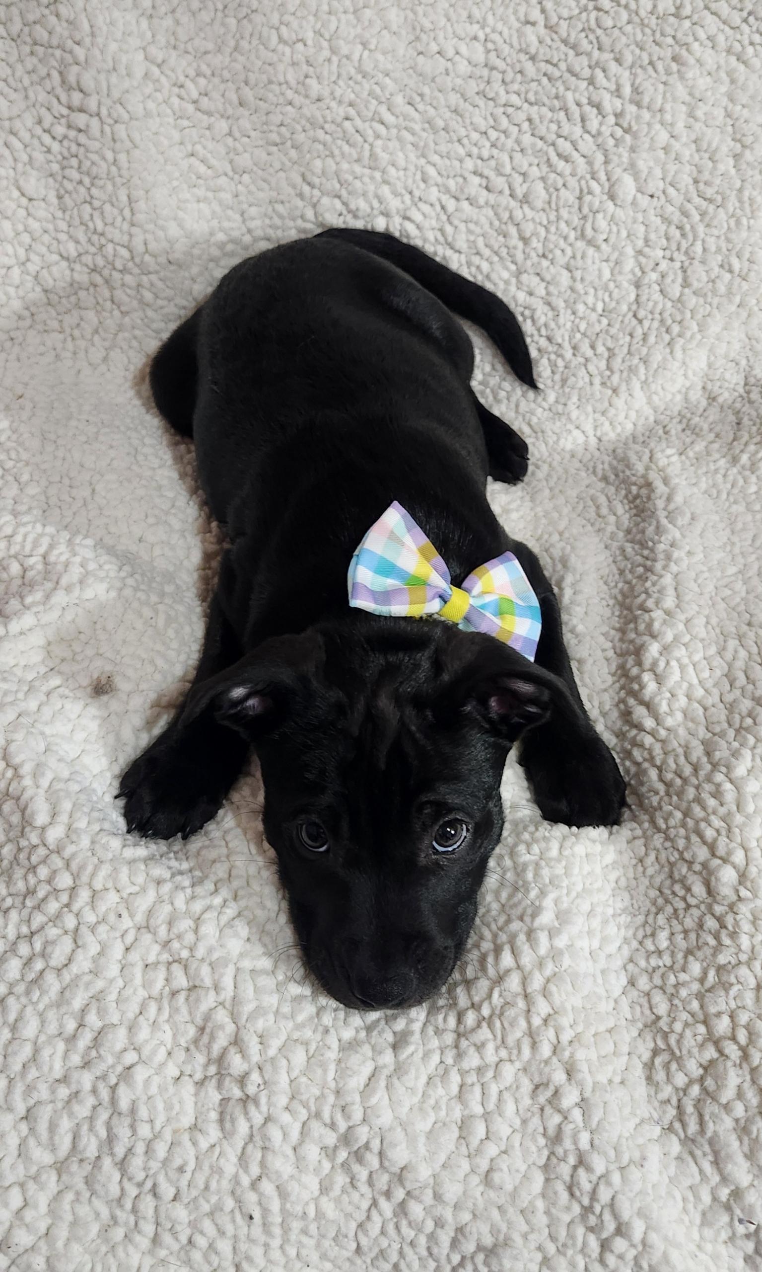 Enlarge Kieran, an adopted Pit Bull Terrier in Freeland, MI image 3/4