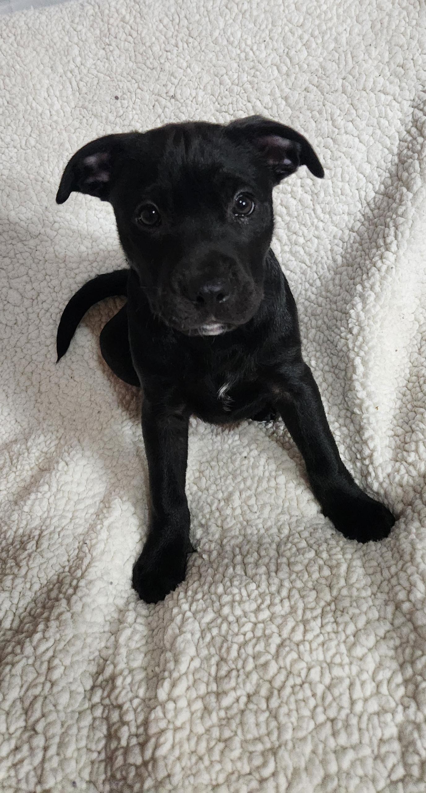 Enlarge Kieran, an adopted Pit Bull Terrier in Freeland, MI image 4/4