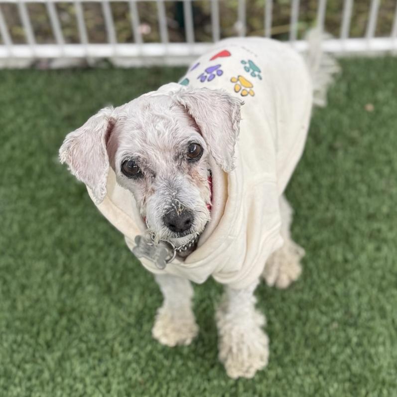 Arthur, Adopted, Senior Male Miniature Poodle.