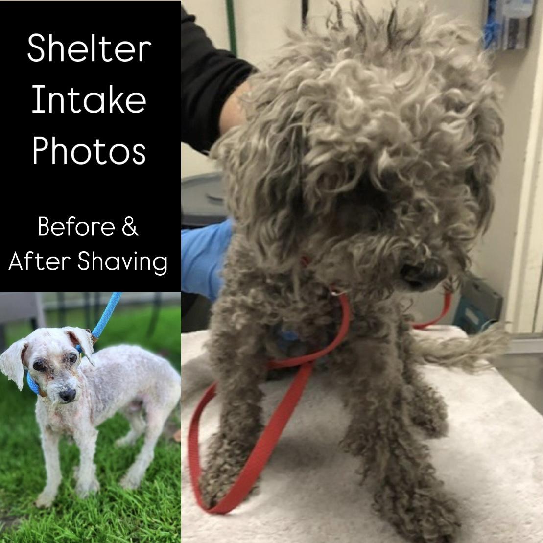 Enlarge Arthur, a Adopted Miniature Poodle in Long Beach, CA image 2/2