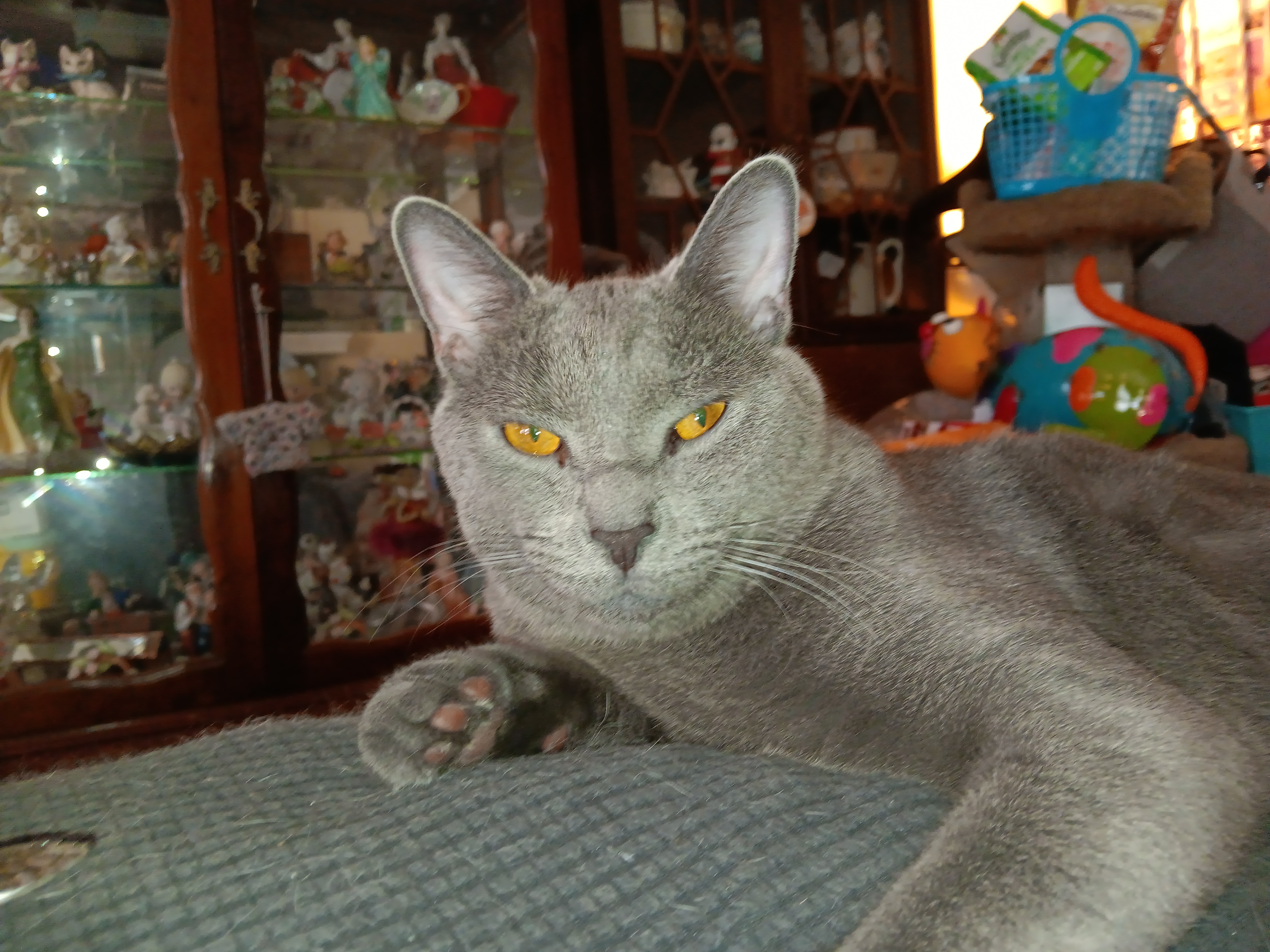 Darwin, Adoptable, Adult Male Domestic Short Hair.