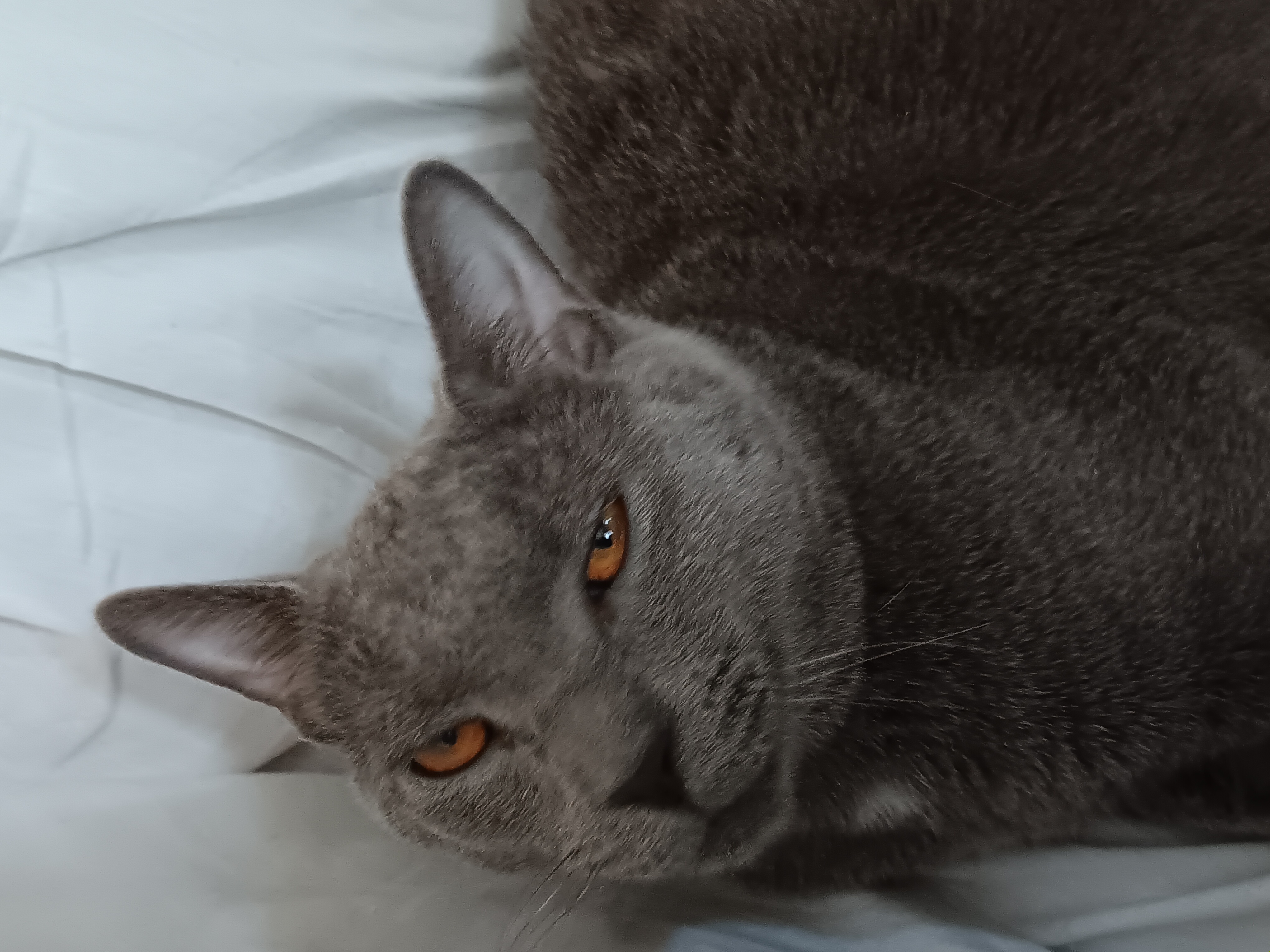 Darwin, a Adoptable Domestic Short Hair in Springfield, PA image 2/2