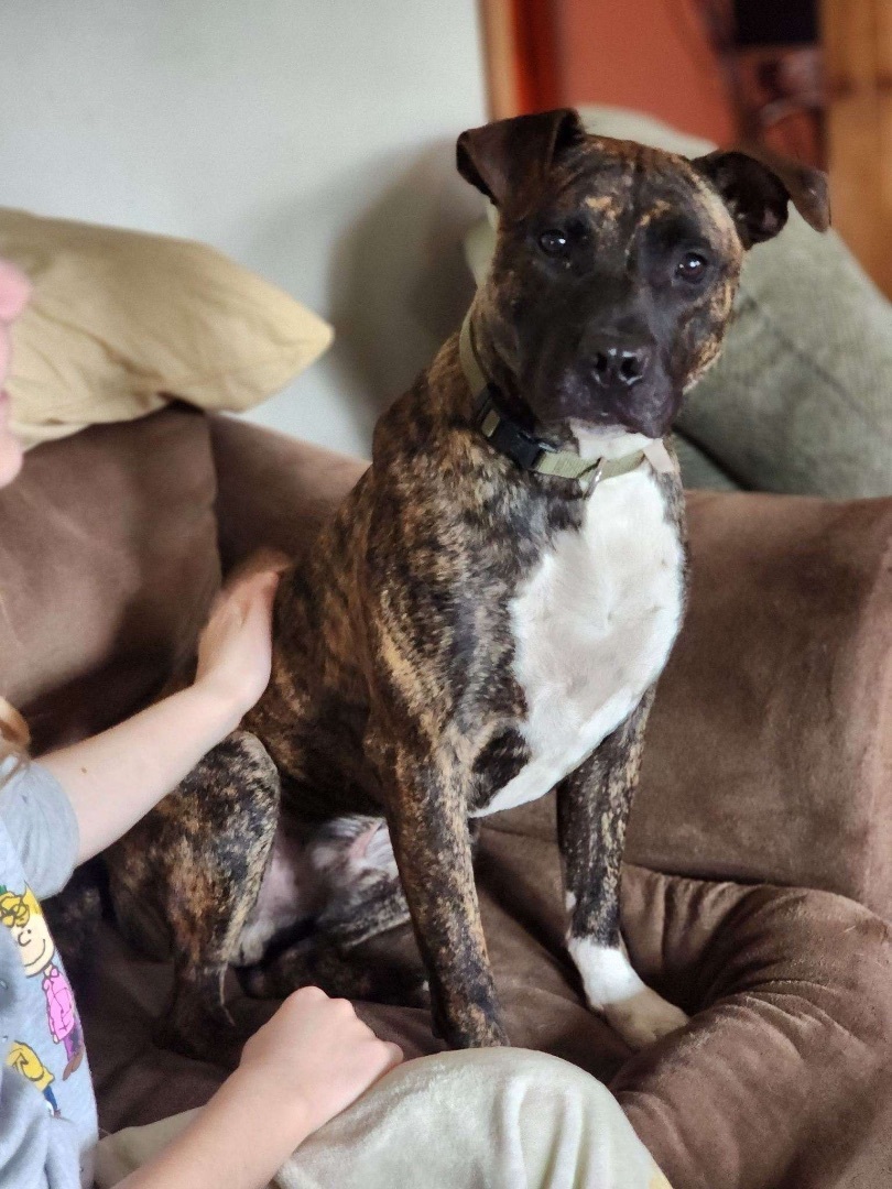 Tiger , Adoptable, Young Male Plott Hound & Pit Bull Terrier.