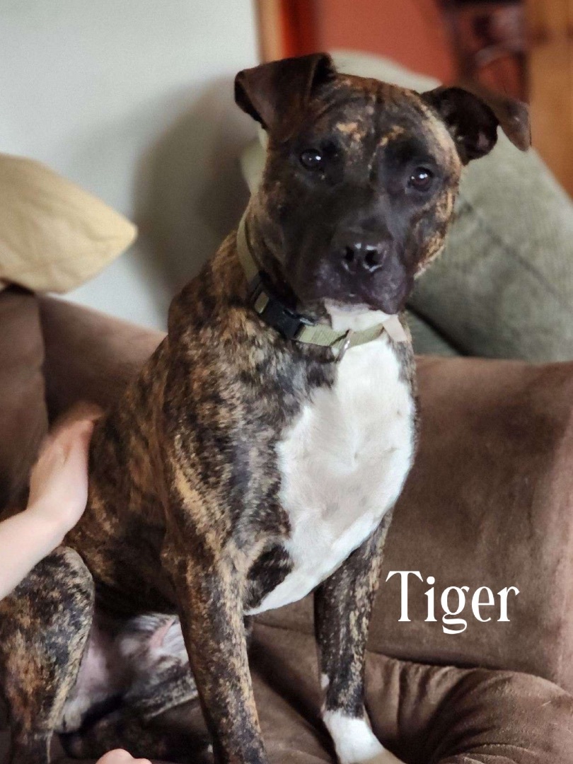 Tiger , a Adoptable mixed breed in Salisbury, NC image 2/8