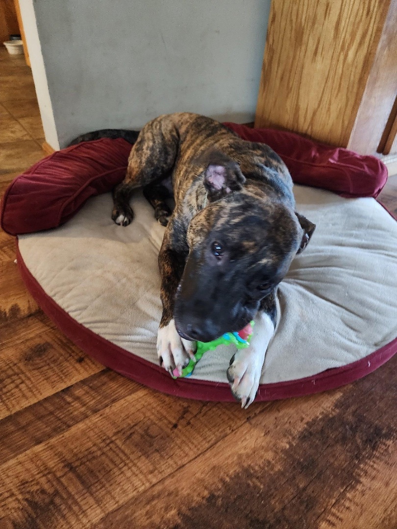 Tiger , a Adoptable mixed breed in Salisbury, NC image 3/8