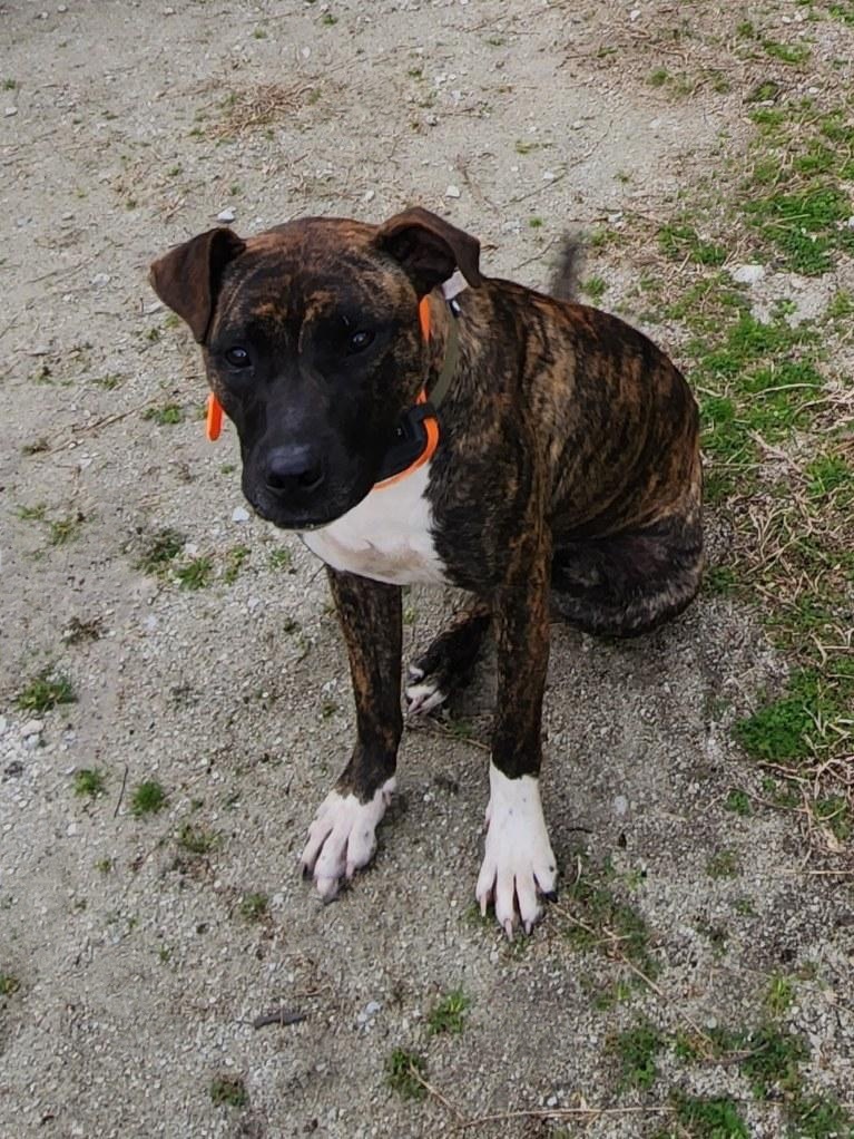 Tiger , a Adoptable mixed breed in Salisbury, NC image 4/8