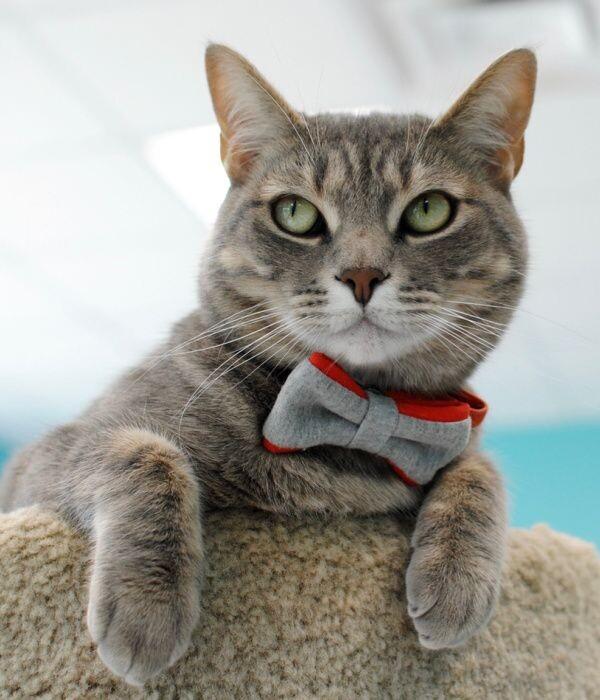 Patriot, Adoptable, Senior Male Domestic Short Hair.