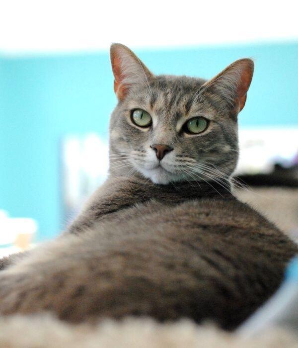 Enlarge Patriot, a Adoptable Domestic Short Hair in Marietta, GA image 3/3