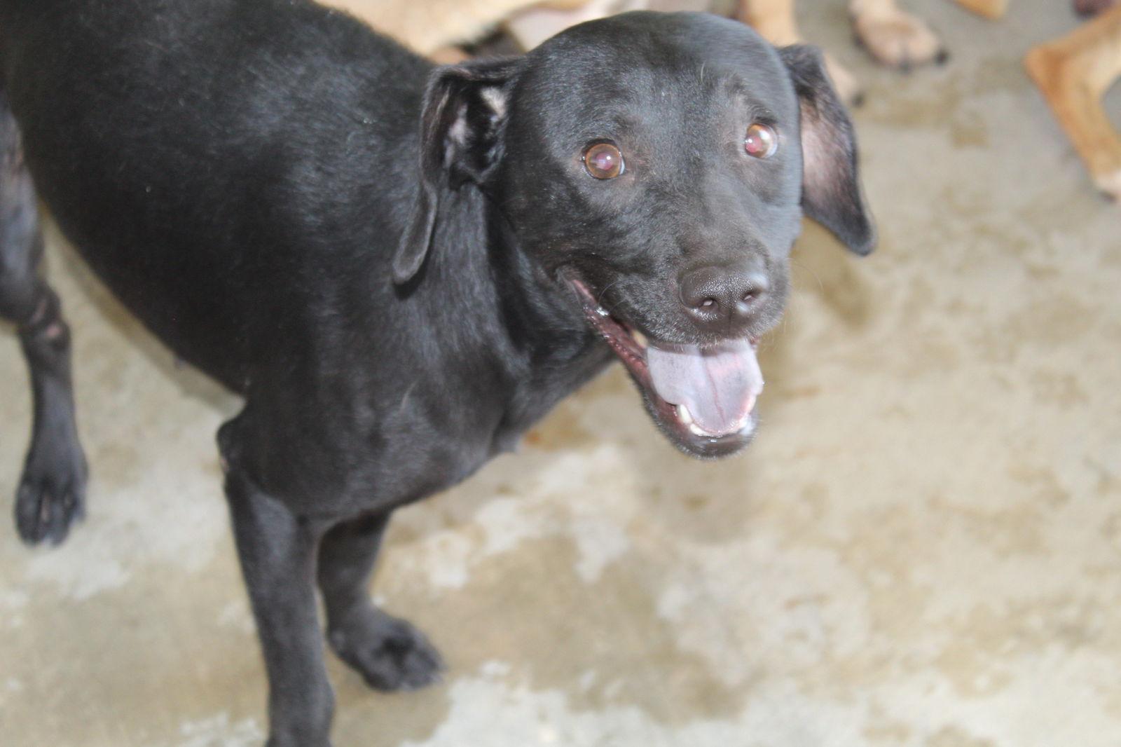 Enlarge Wanda, a Adopted Spaniel in El Centro, CA image 1/2