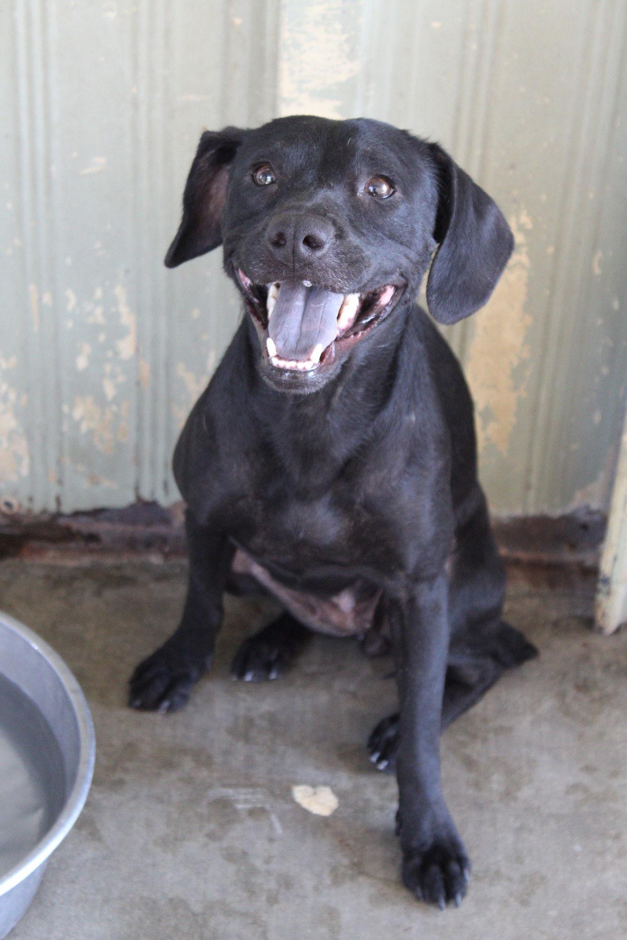 Enlarge Wanda, a Adopted Spaniel in El Centro, CA image 2/2