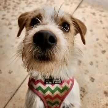 Buddy, Adoptable, Young Male Terrier.