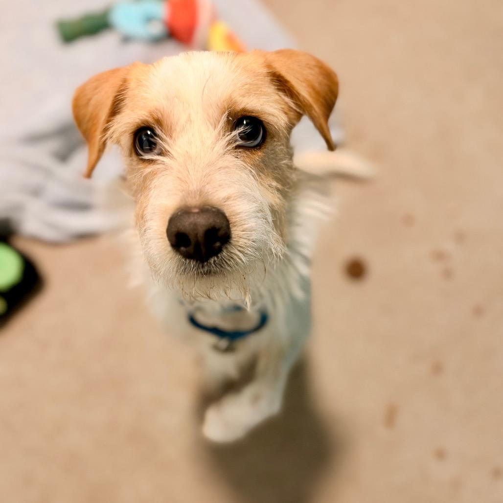 Enlarge Sherbert, a Adoptable Terrier in Glenwood Springs, CO image 2/4