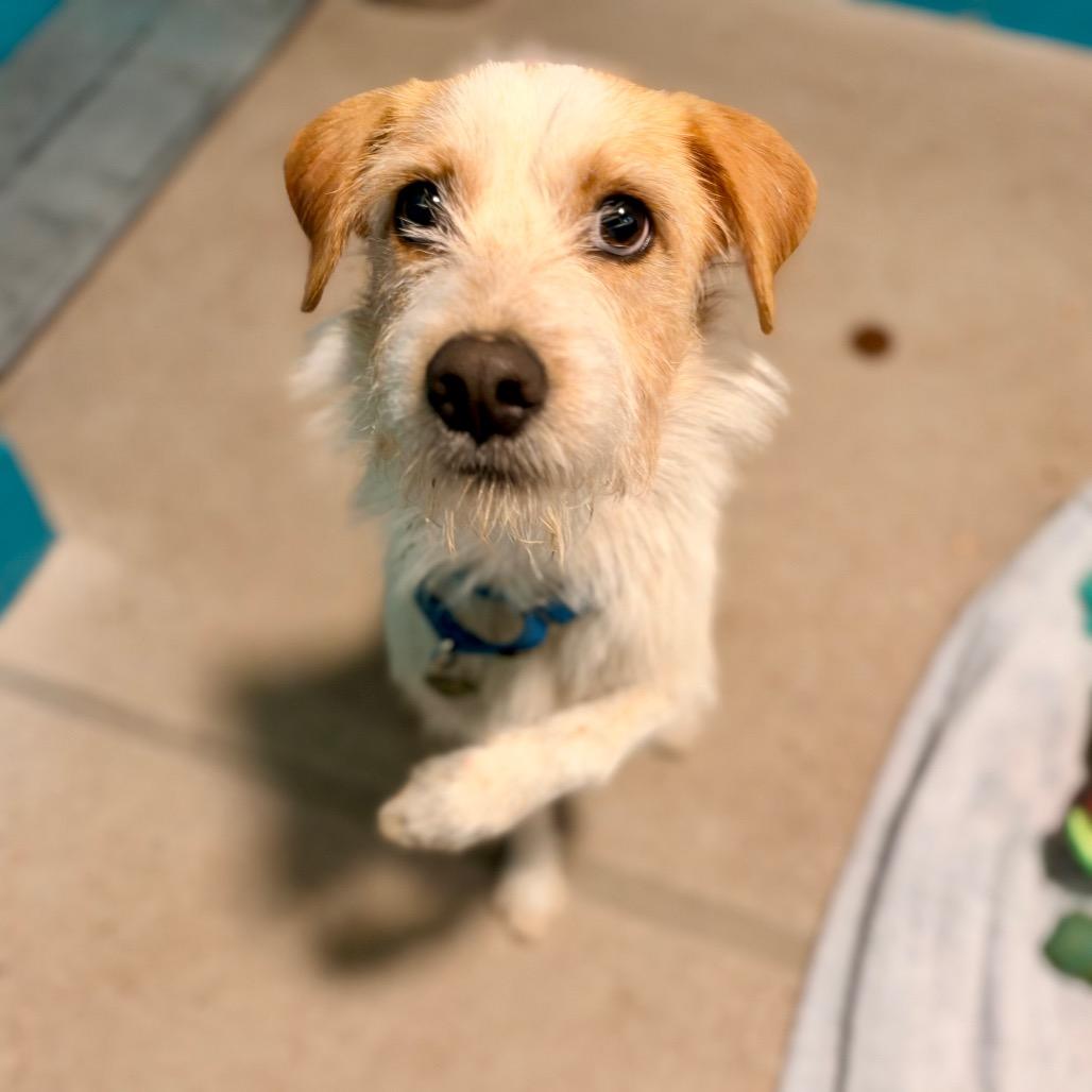 Enlarge Sherbert, a Adoptable Terrier in Glenwood Springs, CO image 3/4