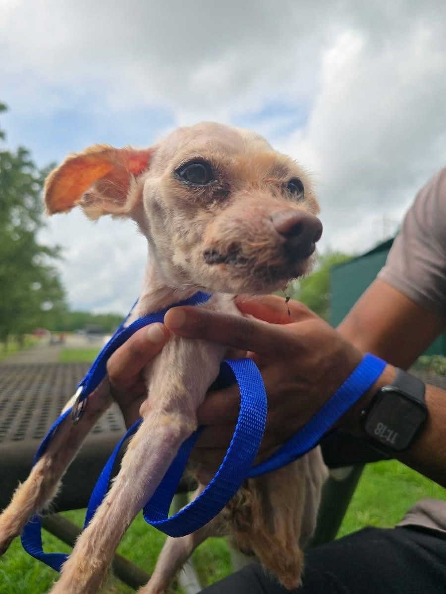Anthony, ADOPTABLE, Senior Male Yorkshire Terrier.
